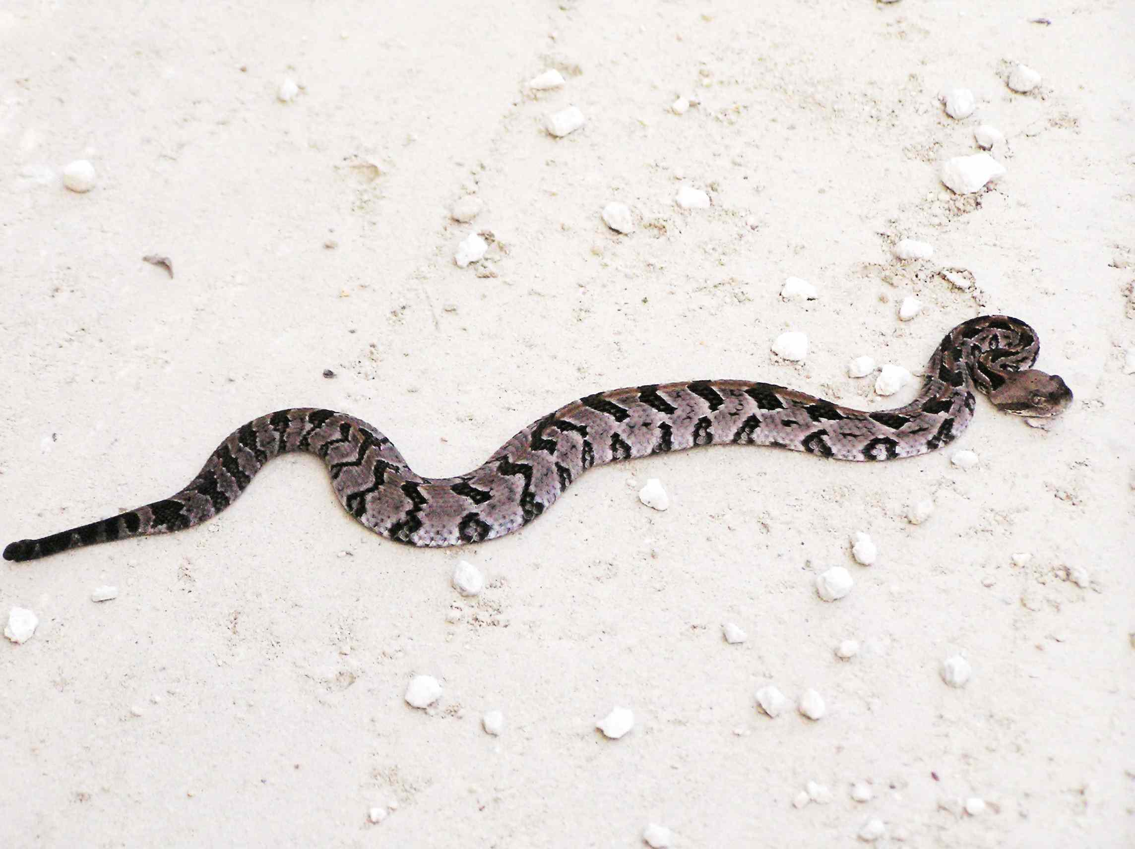 Young rattlesnake image download