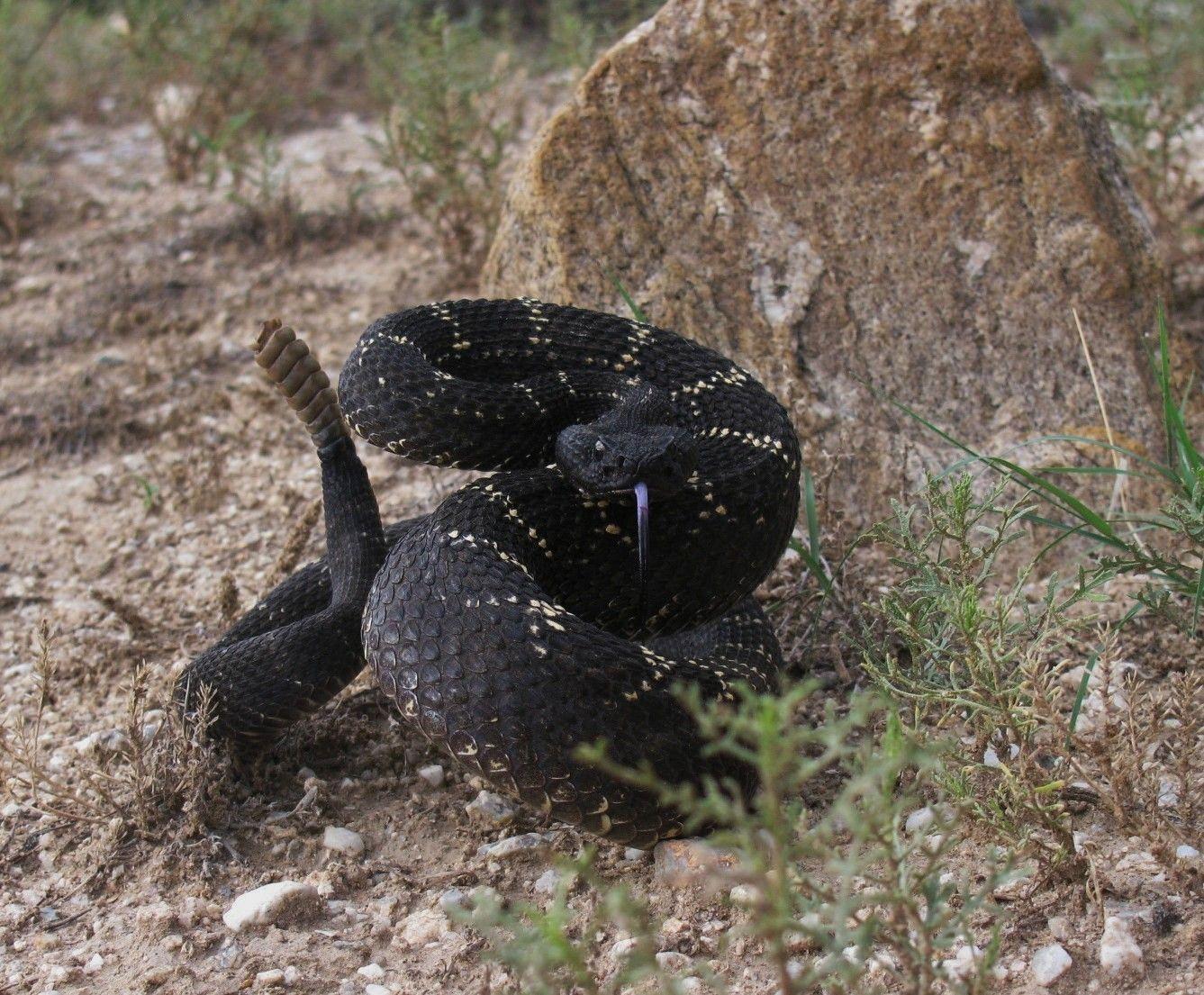 Angry snake HD image