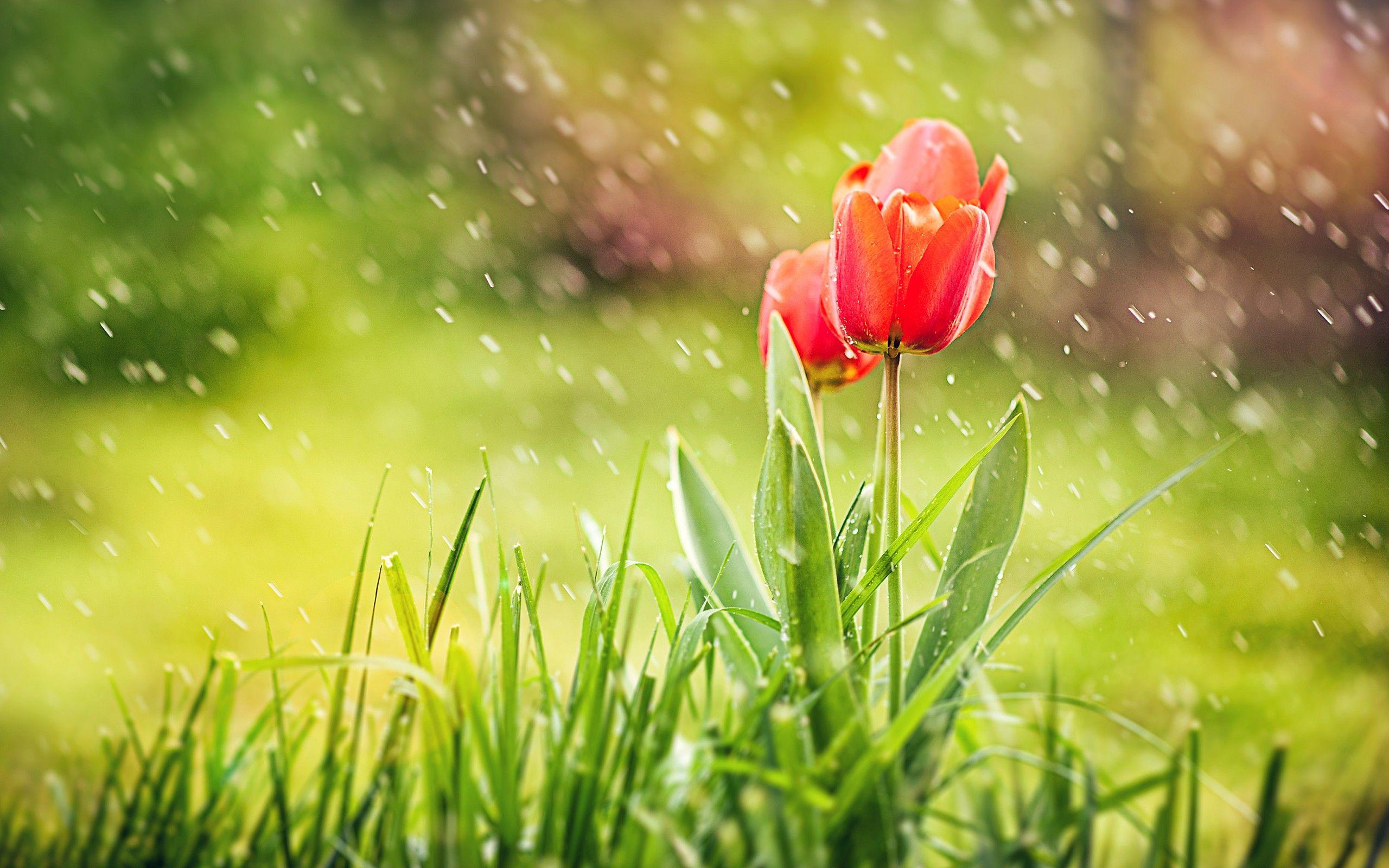 Spring Tulips Flowers Grass Rain Nature HD Wallpaper