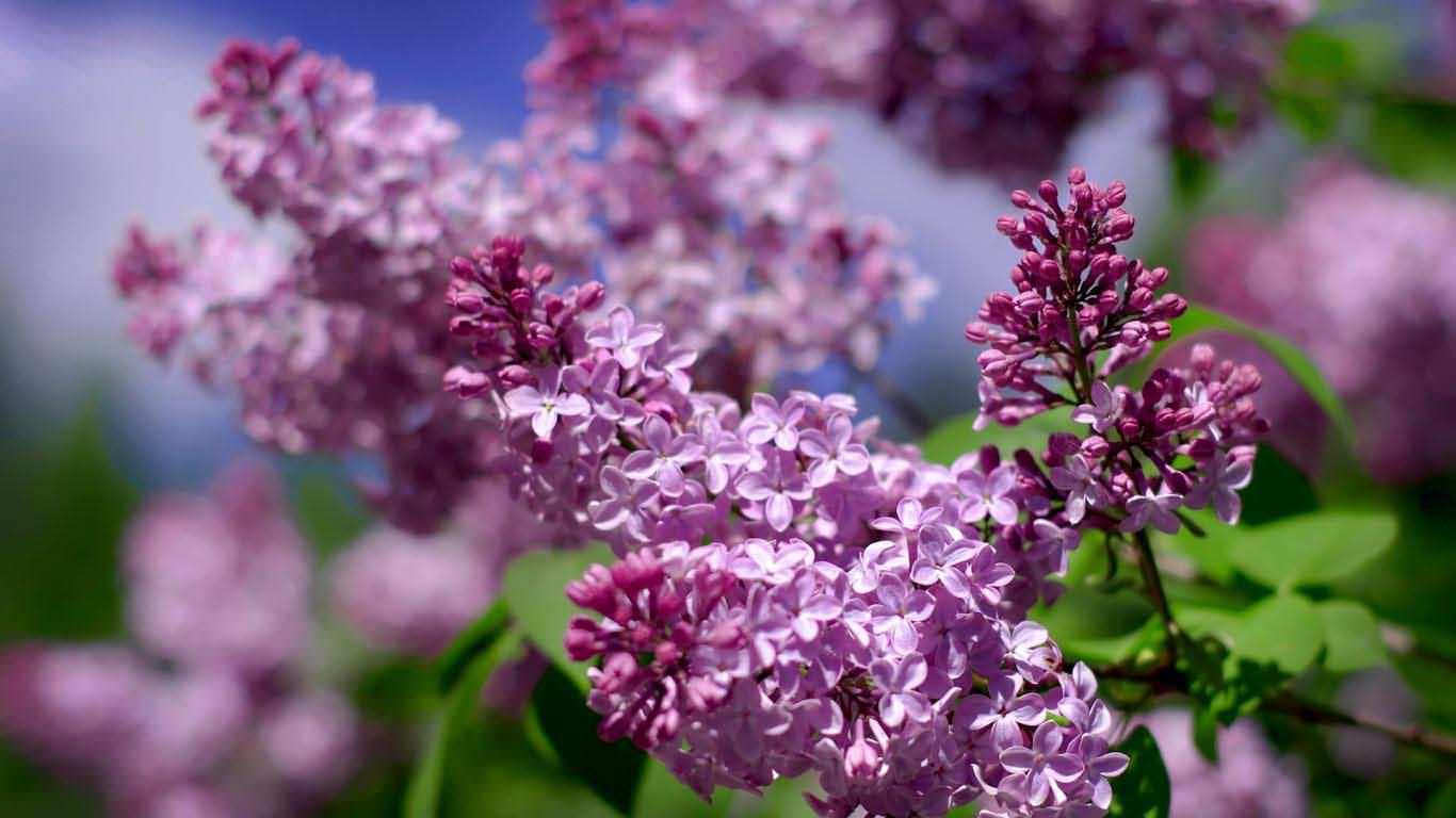 Flowers Lilacs Beautiful Lilac My Posters Wallpaper 1366x768