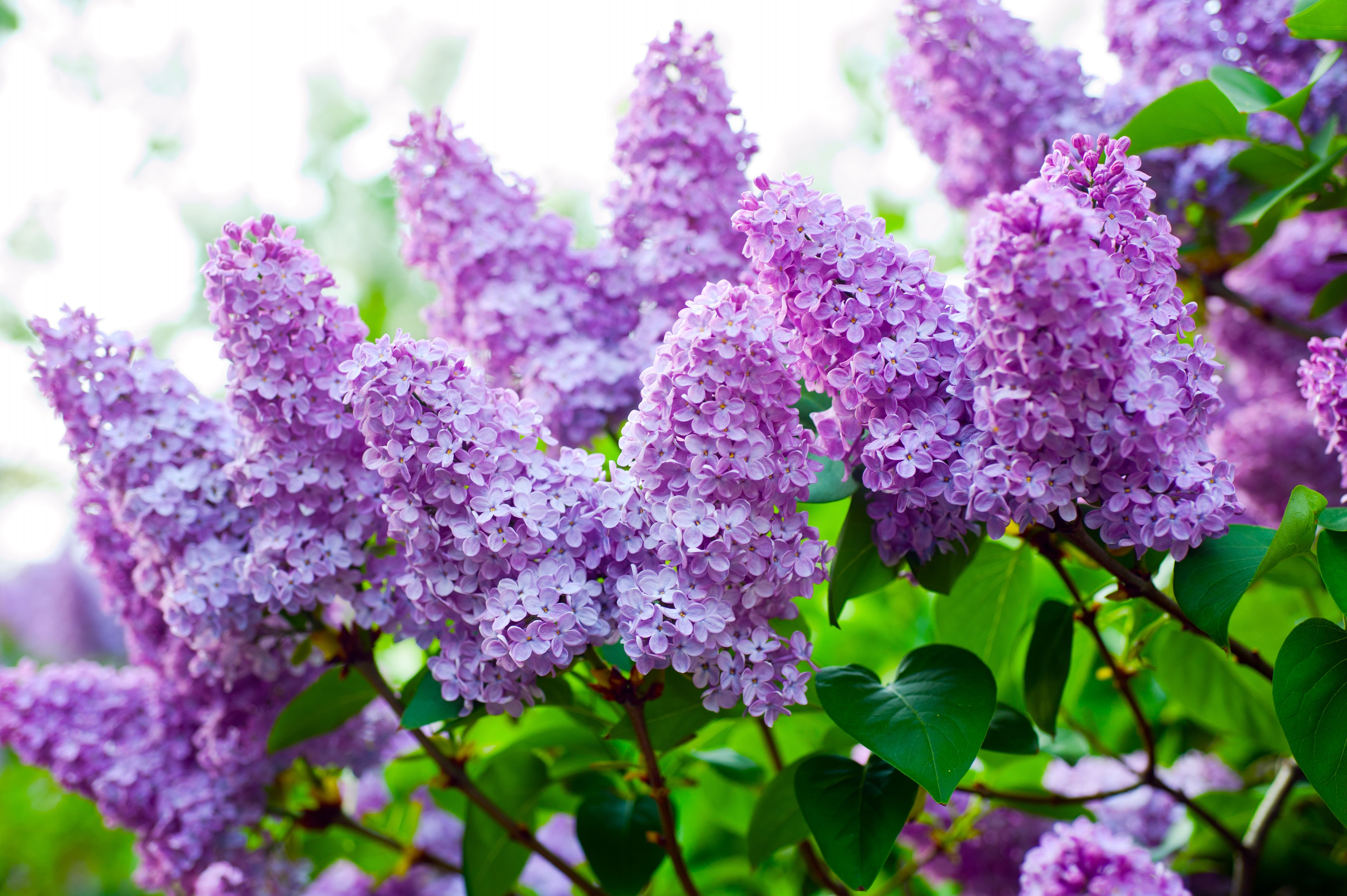 High Quality Lilacs Wallpaper. Full HD Picture