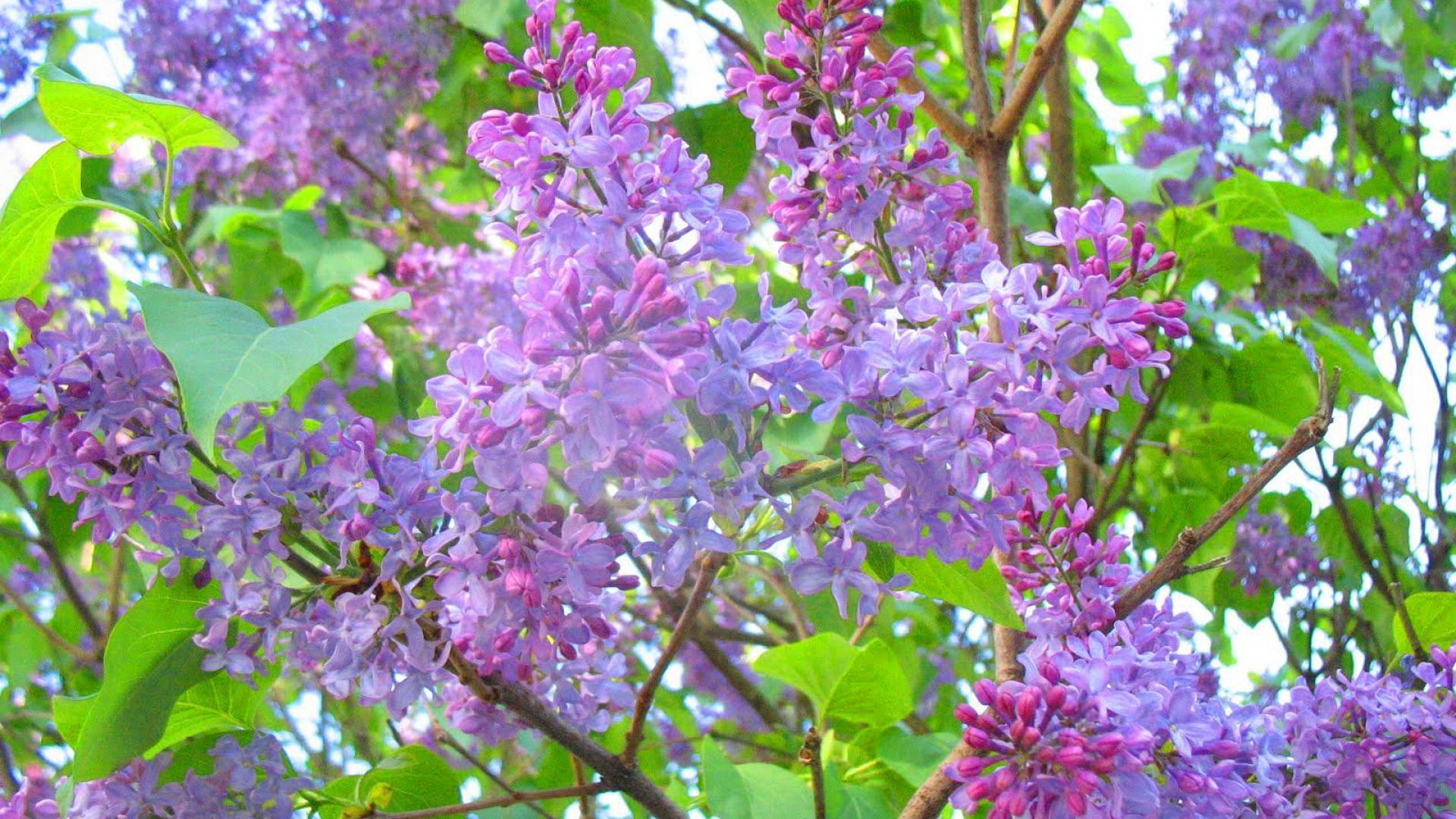 Spring Lilacs Wallpaper
