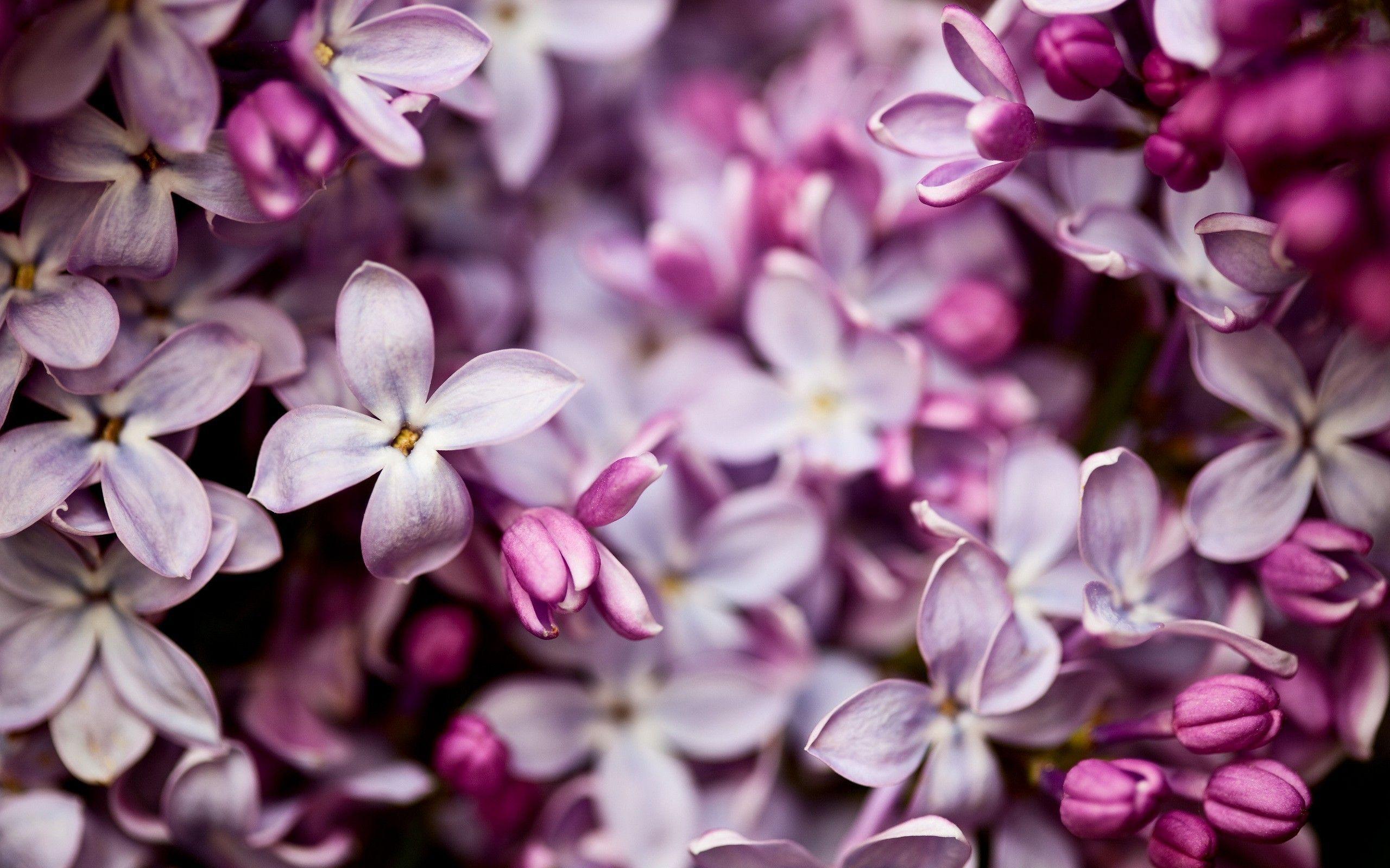 Lilac Wallpaper, Interesting Lilac HDQ Image Collection