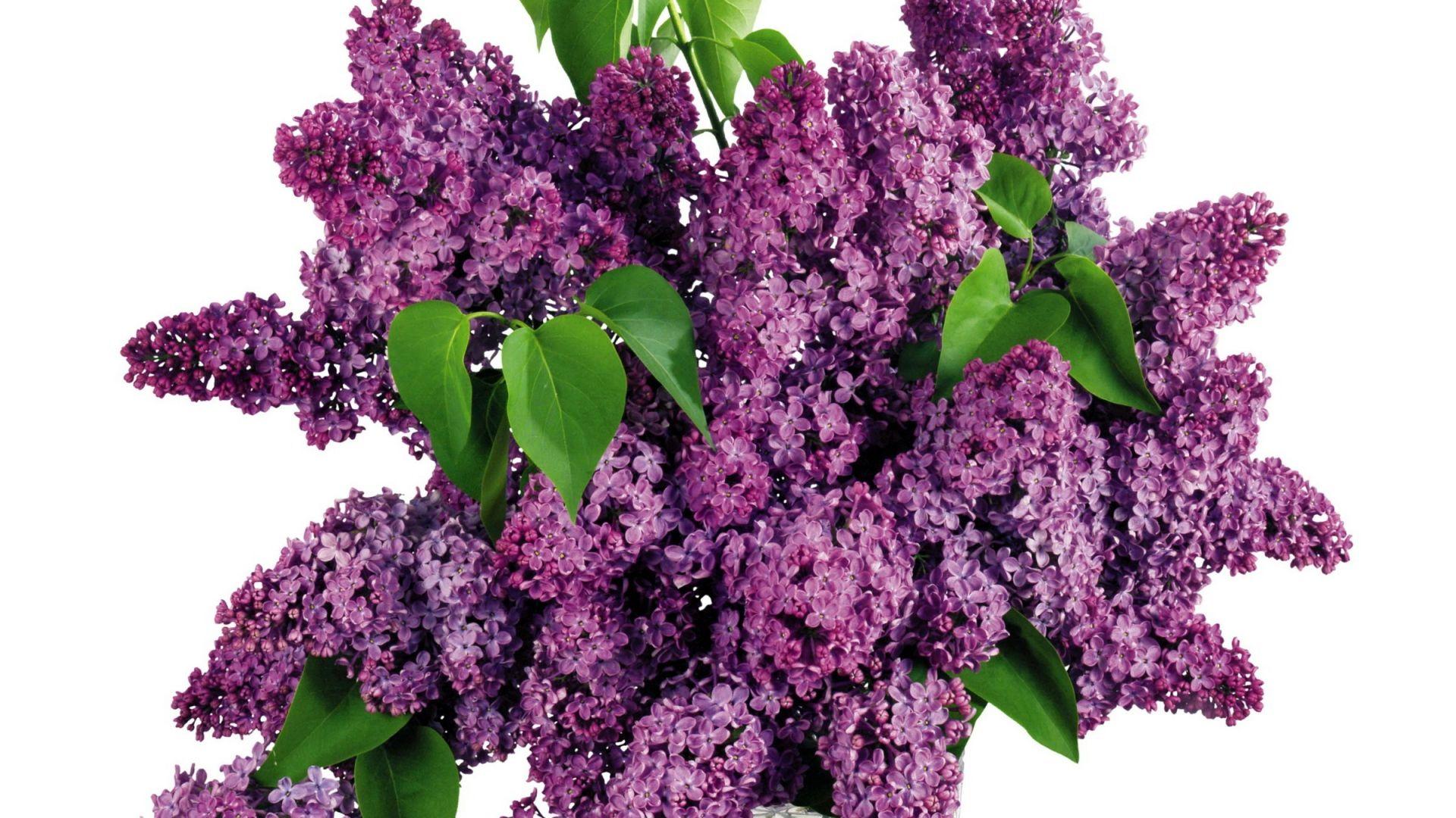 Download Wallpaper 1920x1080 lilacs, bouquet, vase, spring, mood