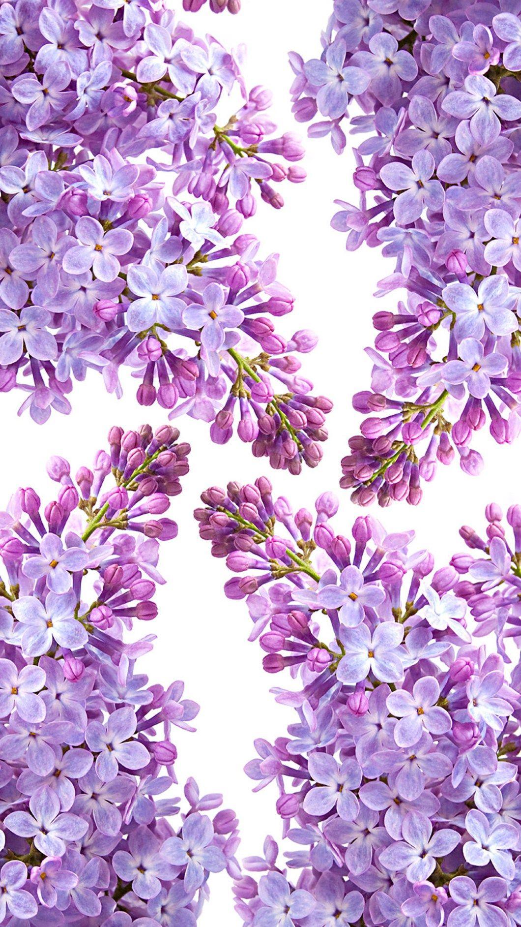  Lilacs  Wallpapers  Wallpaper  Cave