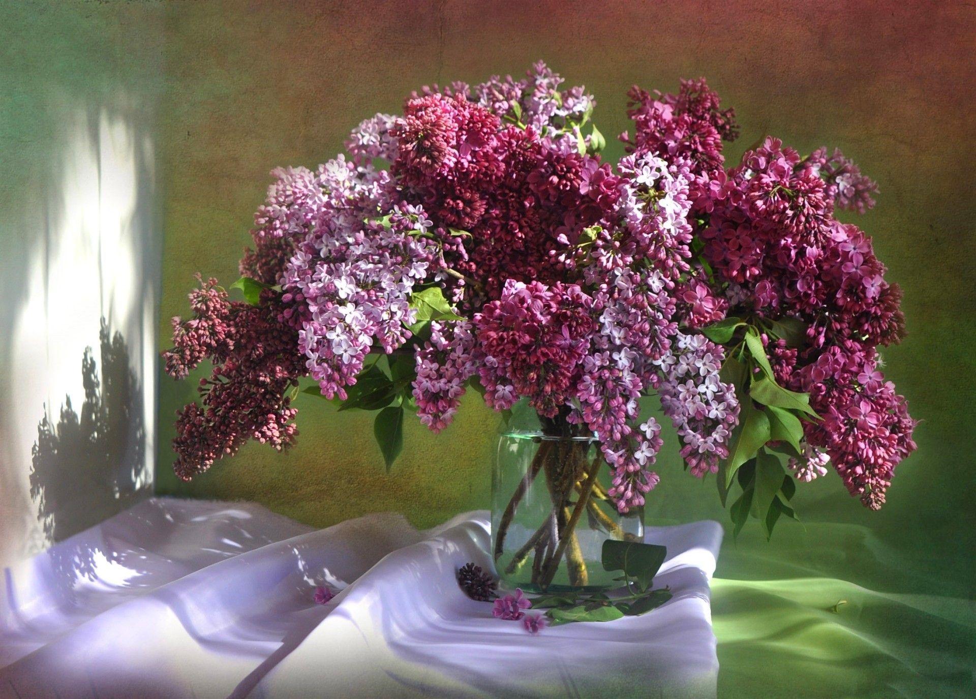 Flowers: Flower Nature Flowers Lilacs Wallpaper Mac for HD 16:9