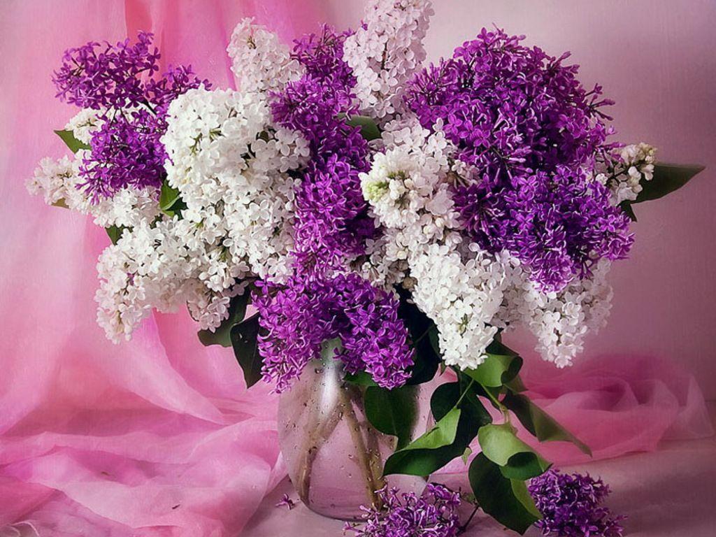 Pics For > Lilacs Wallpaper. For the Love of Lilacs