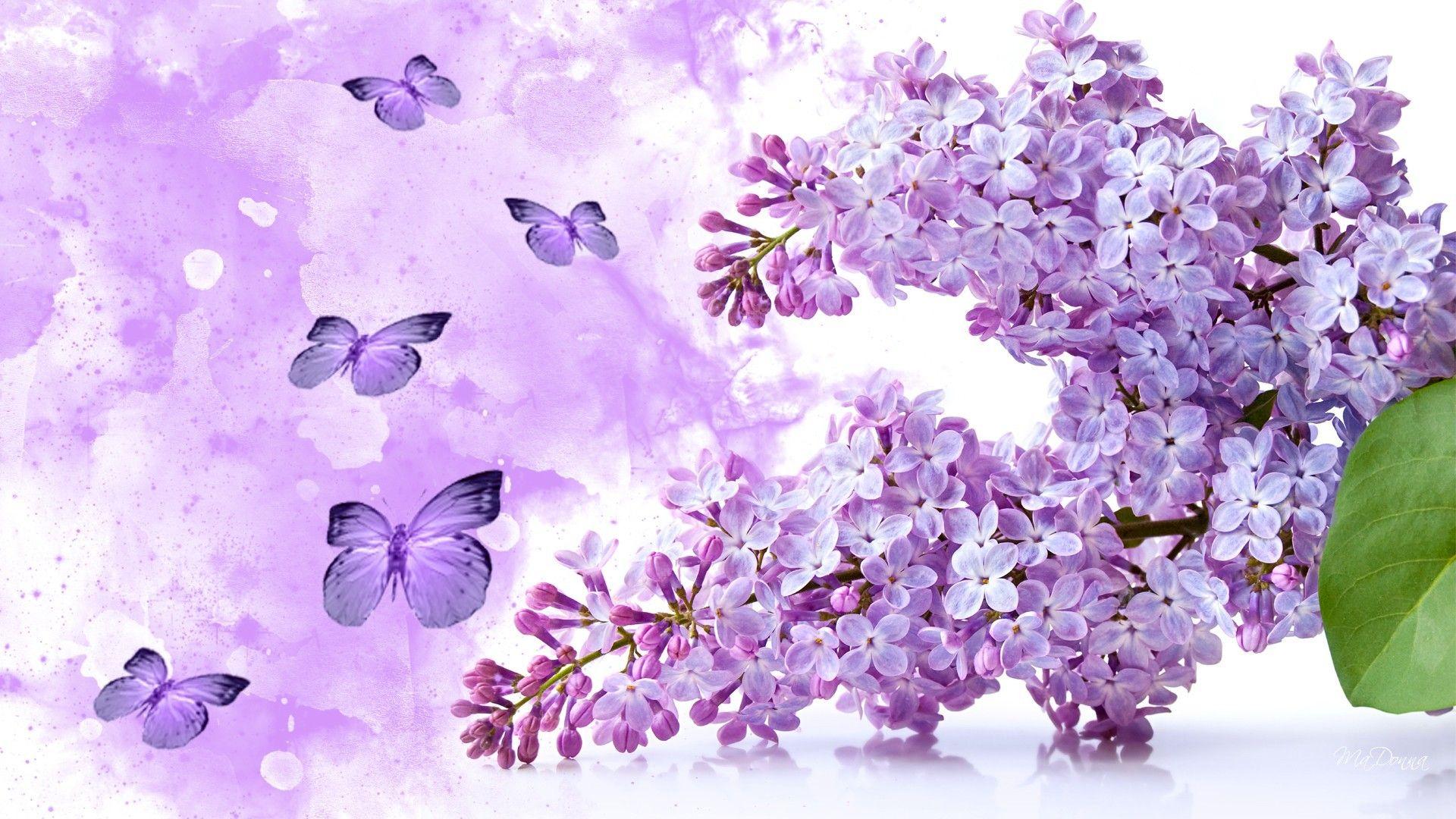 Color wallpaper: Flowering Flowers Orchids HD Flower Garden