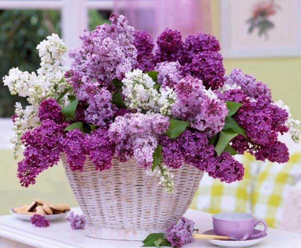 Download Lilac Wallpaper