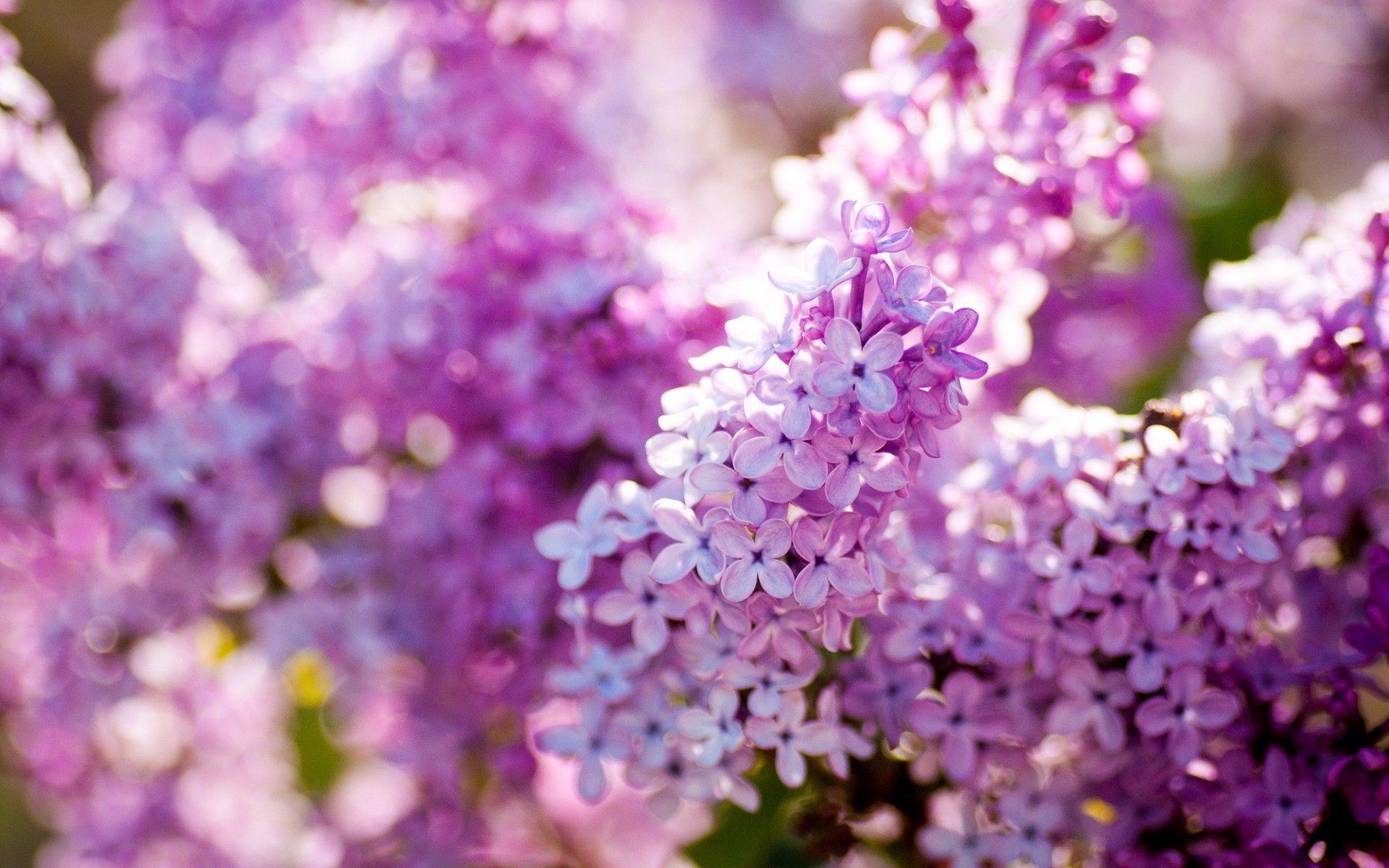 Flowers: Lilacs Purple Macro Beautiful Nature Picture