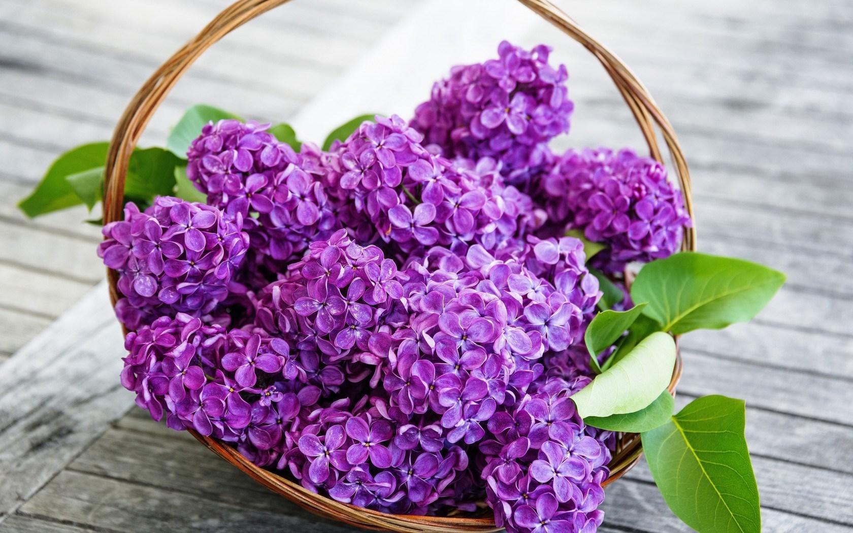 Spring Lilac Flowers Purple wallpaper. nature and landscape
