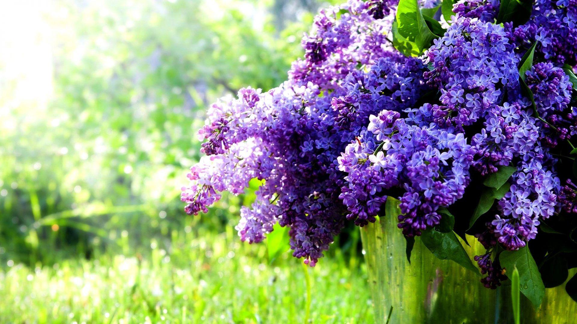 Lilac Tag wallpaper: Lilac Flowers Large Garden