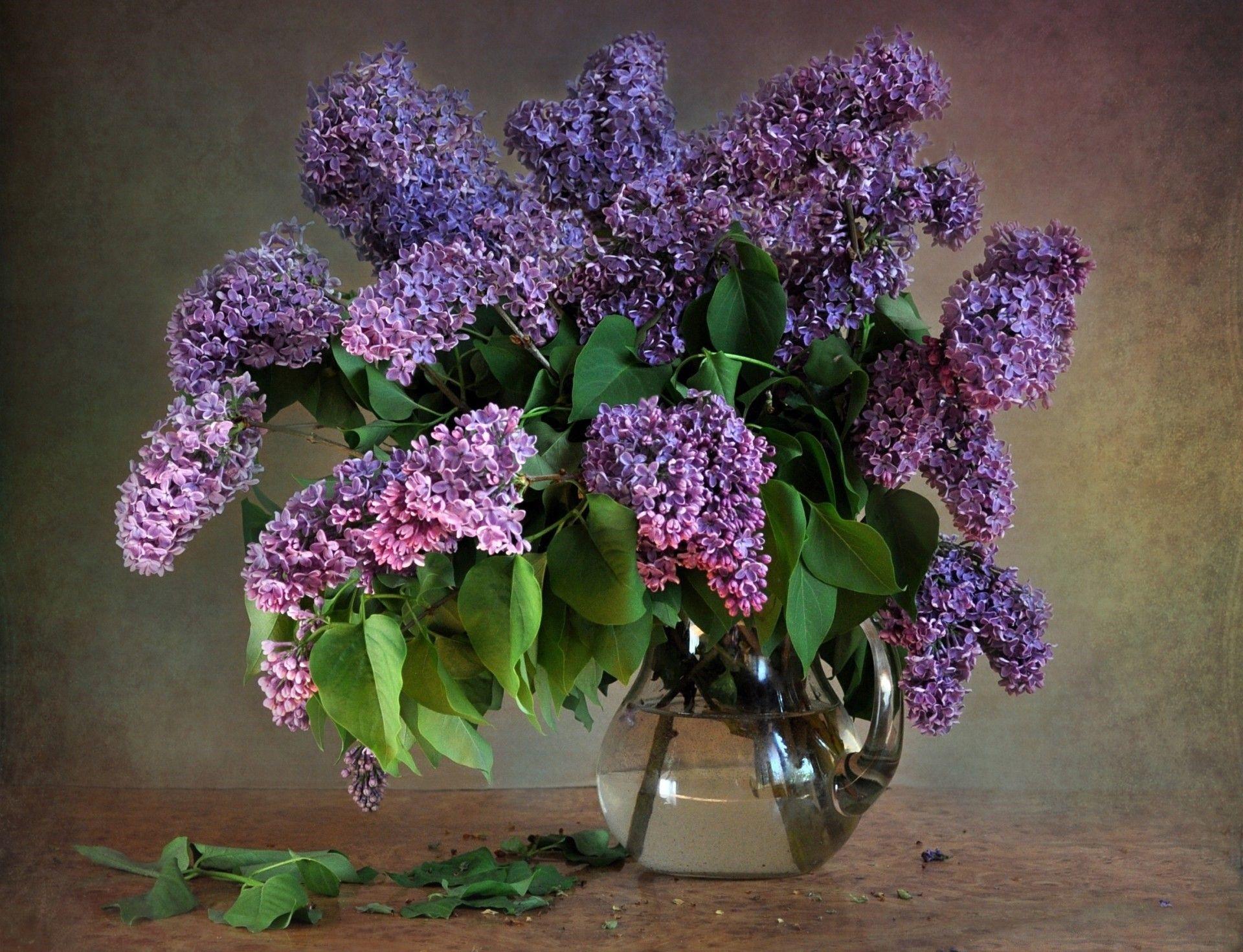 Flowers: Flower Still Lilacs Life Flowers Nature HD for HD 16:9 High