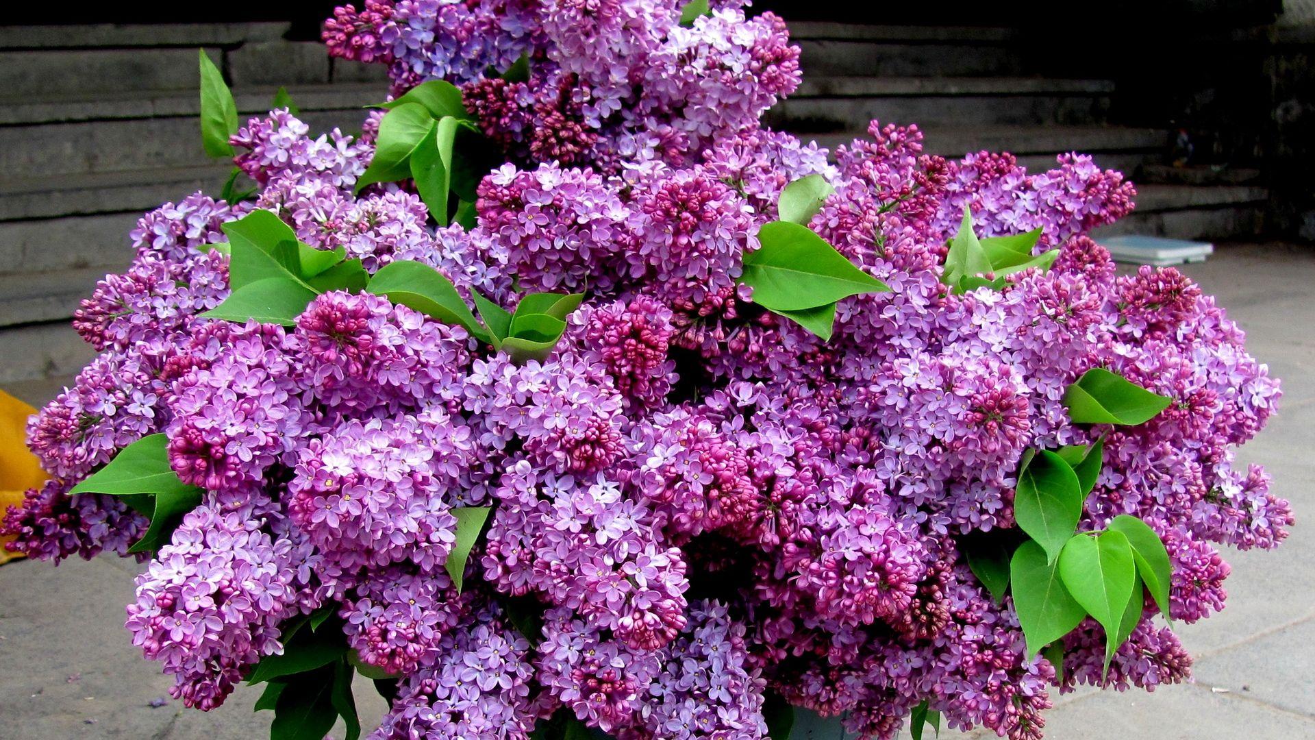 Download Wallpaper 1920x1080 lilacs, bouquet, bucket, leaves, spring