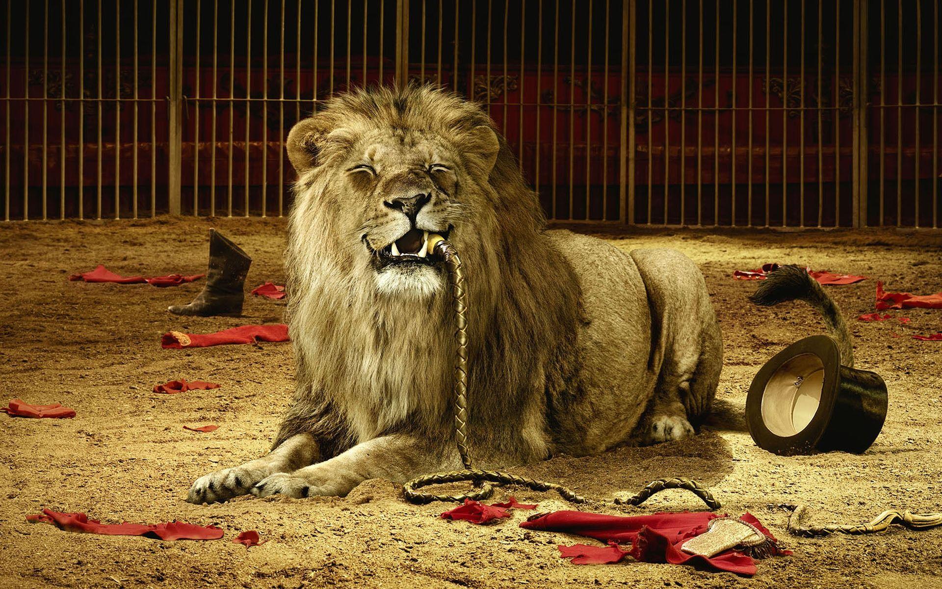 Circus Lion Wallpaper Big Cats Animals Wallpaper in jpg format
