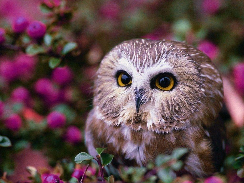 Owl Wallpaper Cute