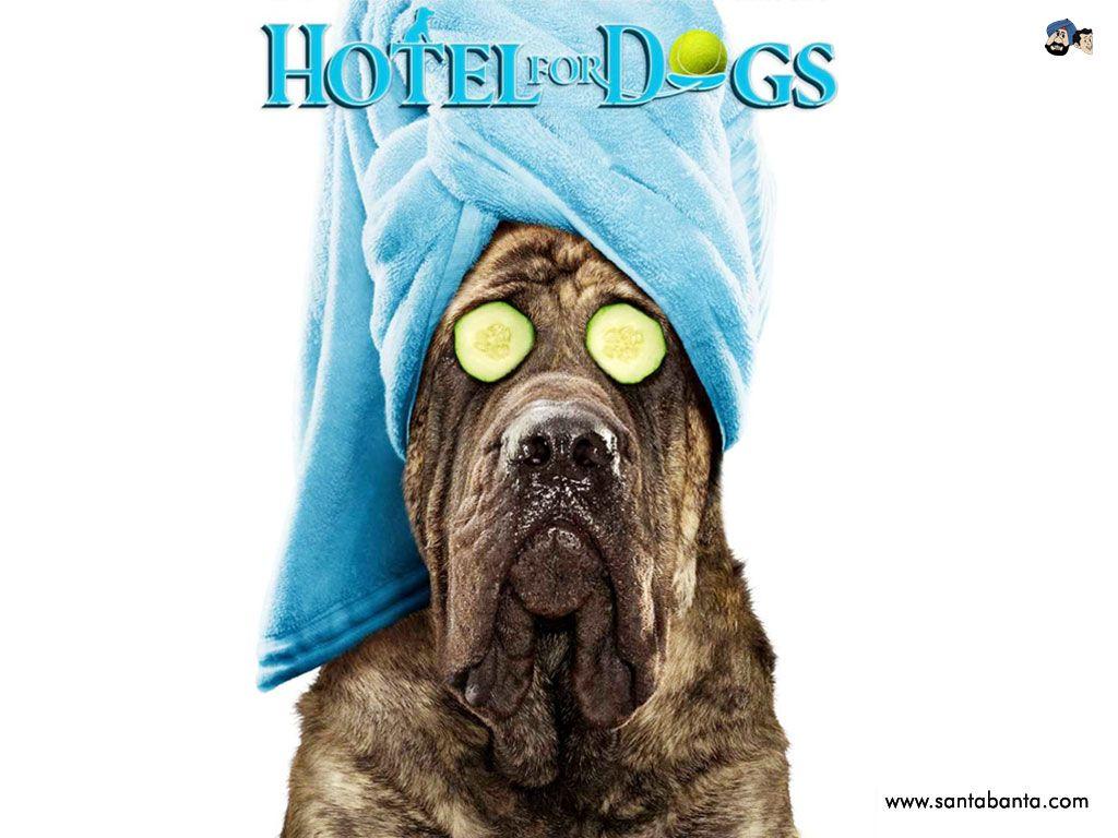 Hotel For Dogs Movie Wallpaper