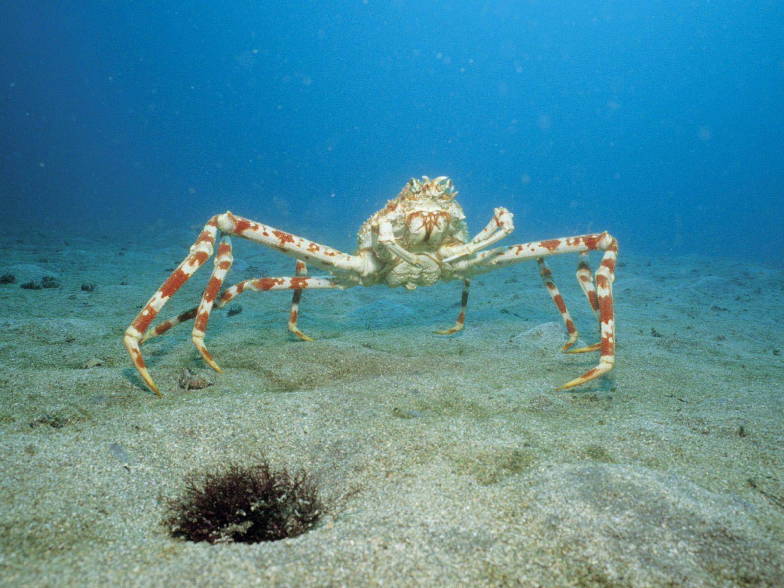 Japanese Spider Crab legs, which are the largest known crabs, can