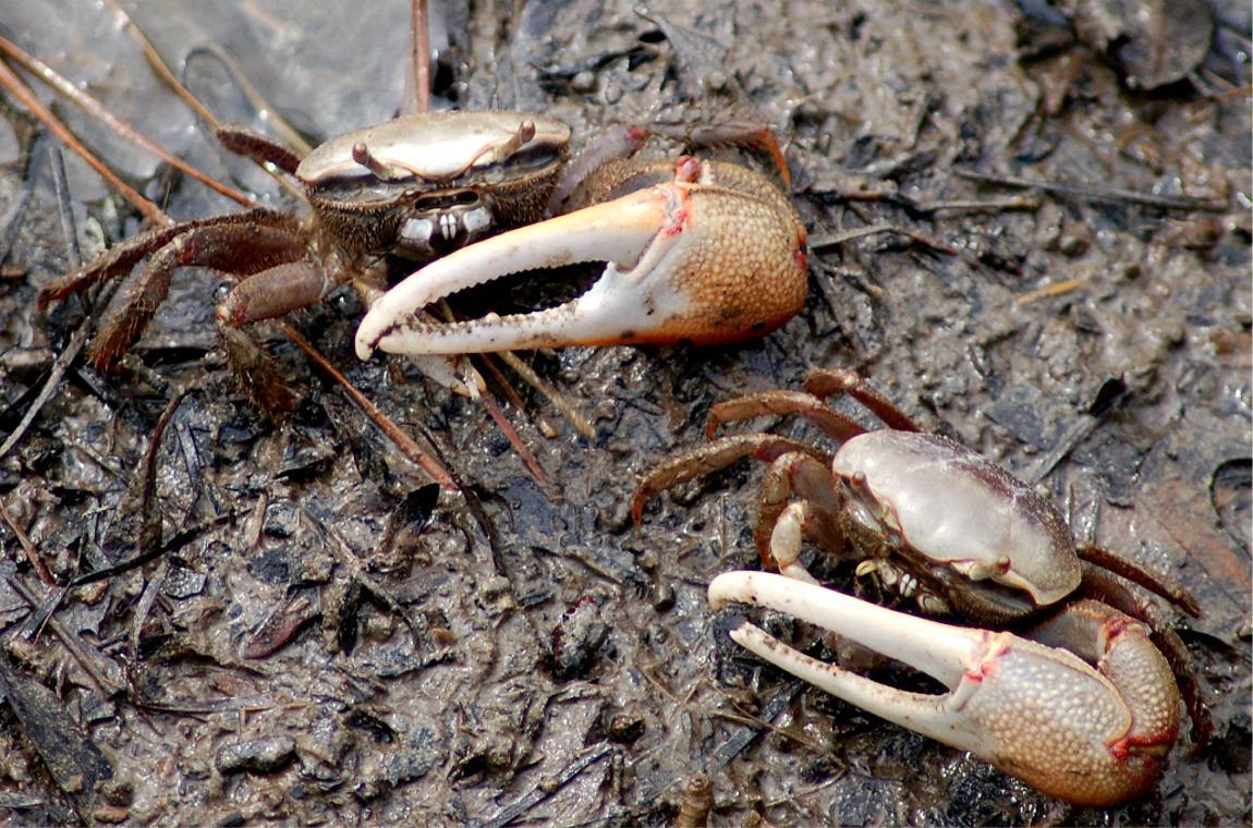 Crab Care