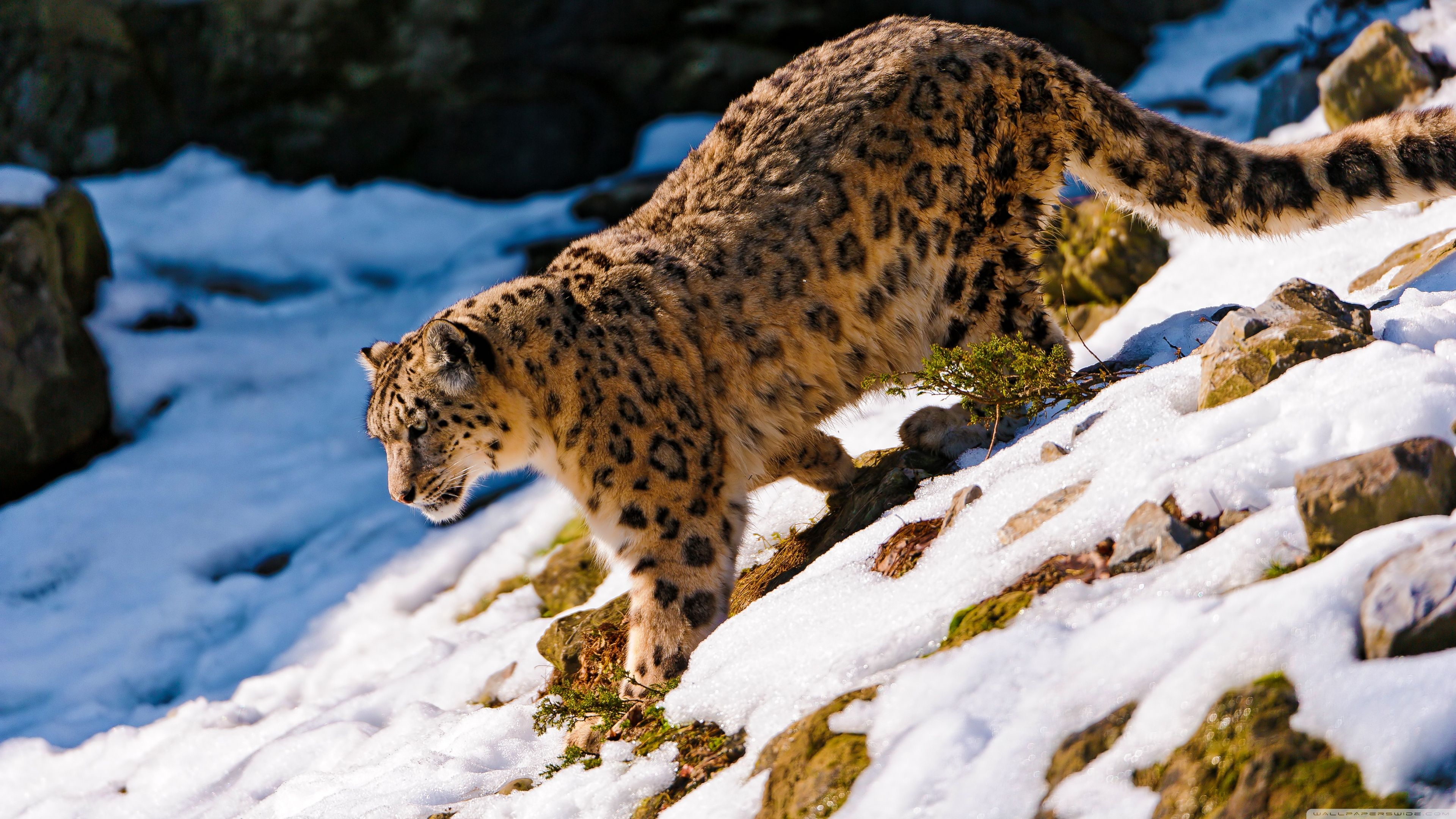 Snow Leopard Walking Down ❤ 4K HD Desktop Wallpaper for 4K Ultra