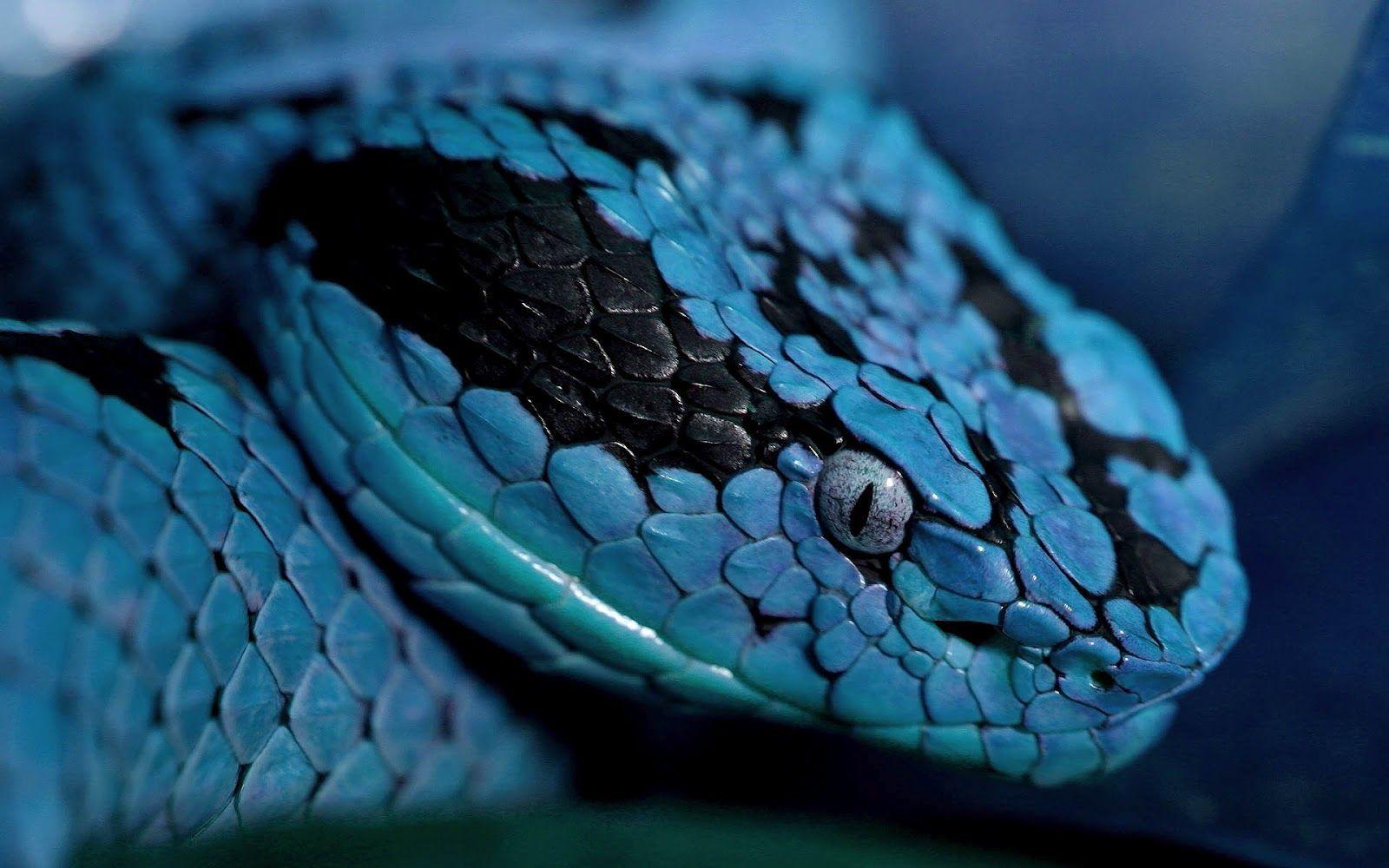 pics of snakes. Close up photo of a blue snake. HD snakes