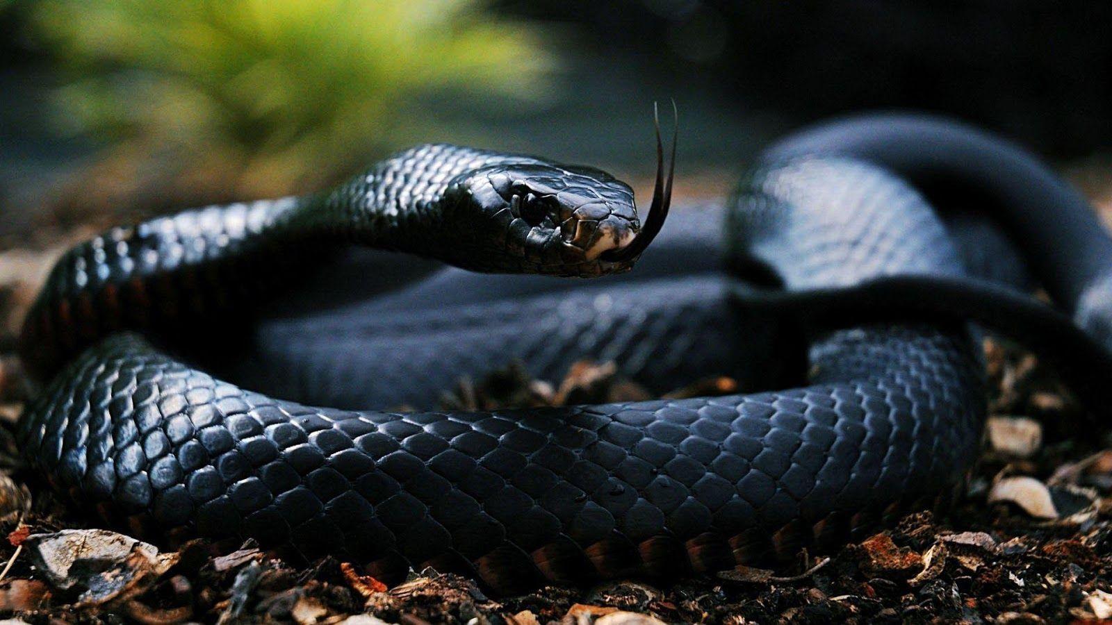 Black snake Wallpaper Mobile Pics × Black Snake. snakes