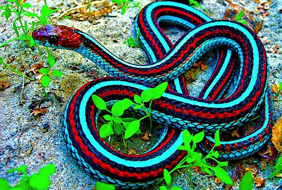 Download Wallpaper free: Powerful snakes wallpaper