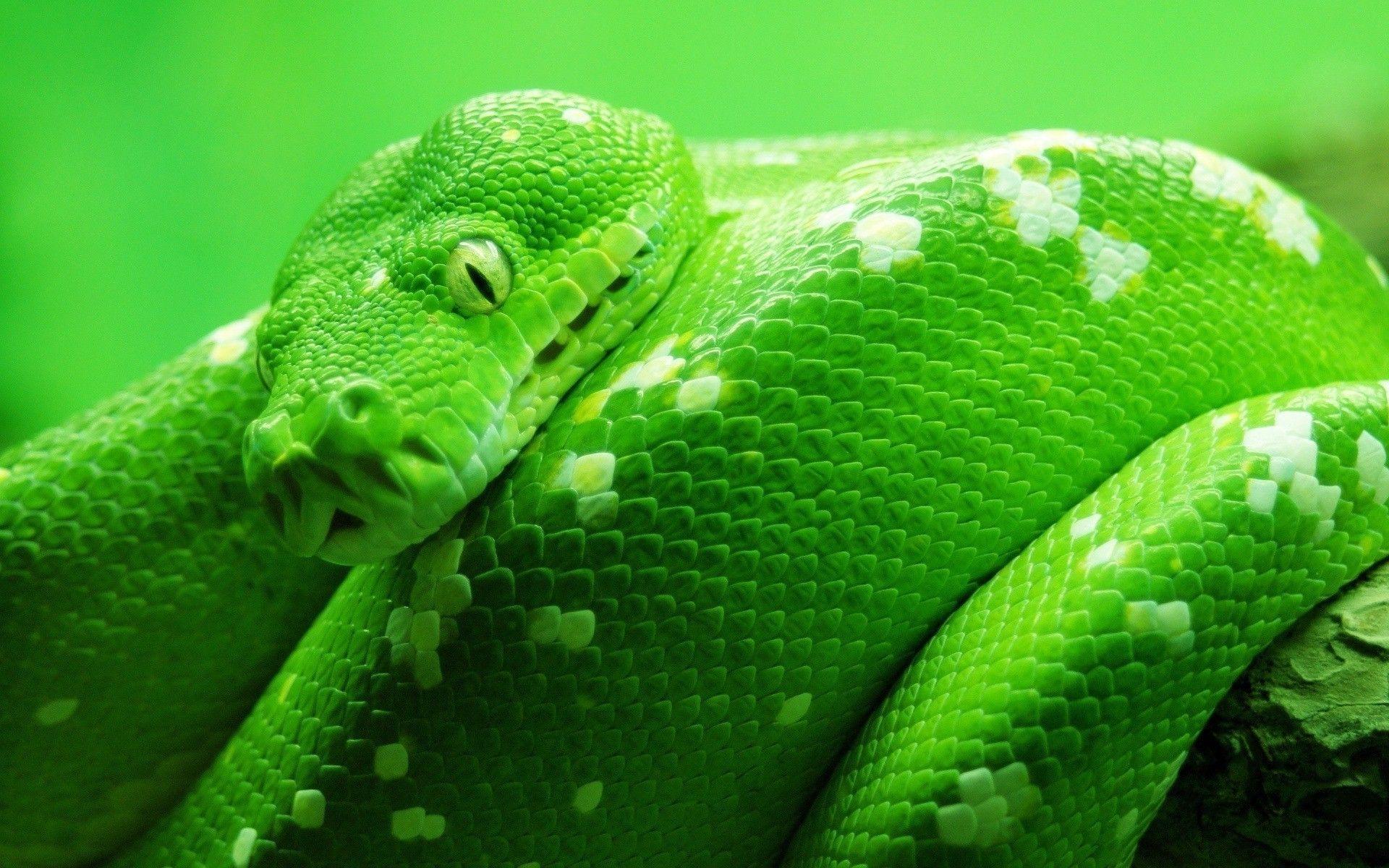 Green snake ultra HD wallpapers | Pxfuel