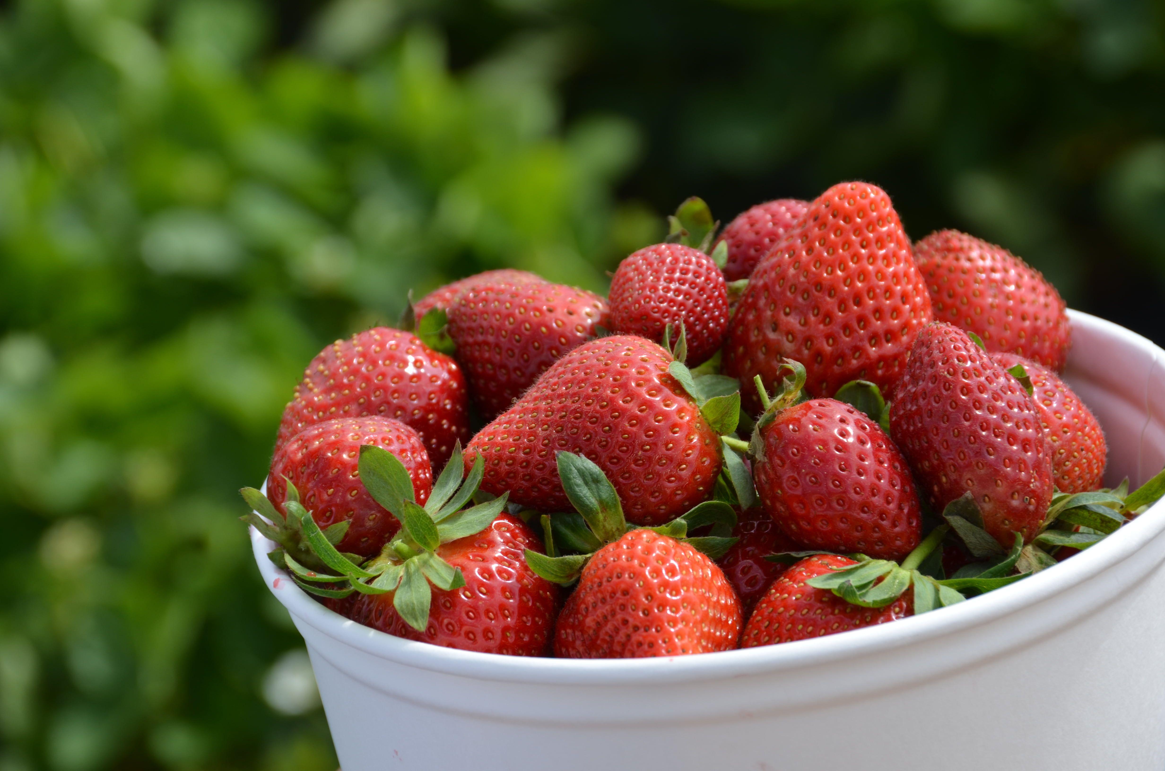 Strawberries on white plastic bucket, carlsbad HD wallpaper