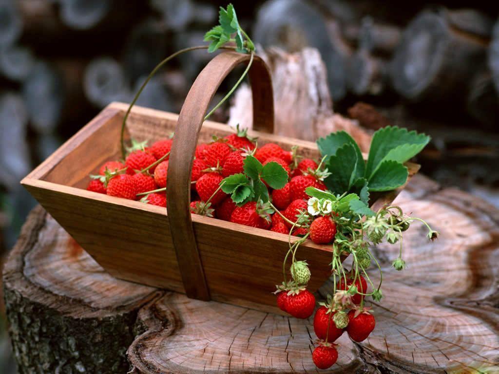 Impressive Strawberry HD Wallpaper Free DownloadD HD Wallpaper