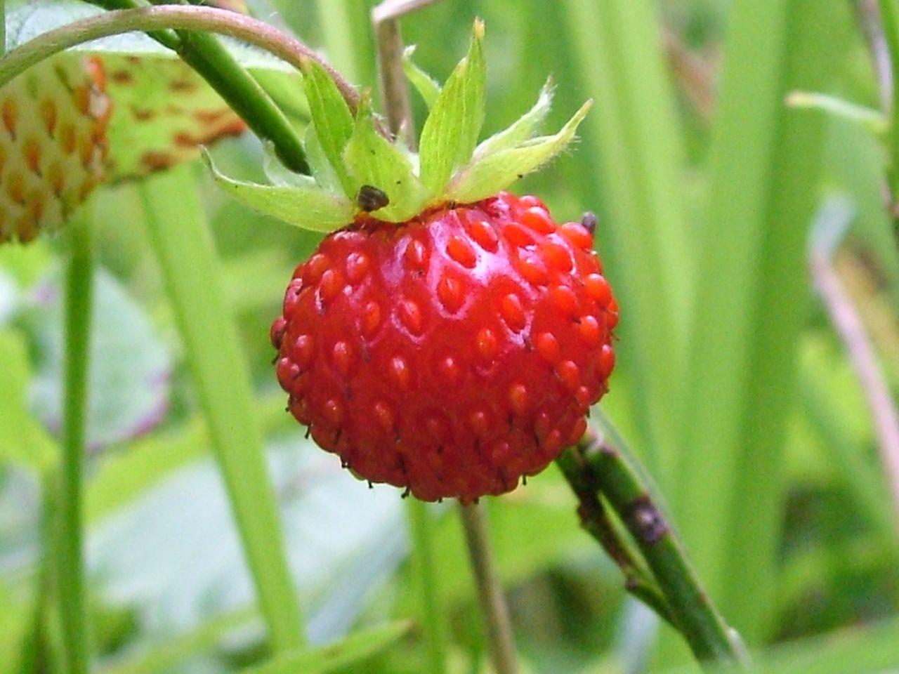 Wild Strawberries