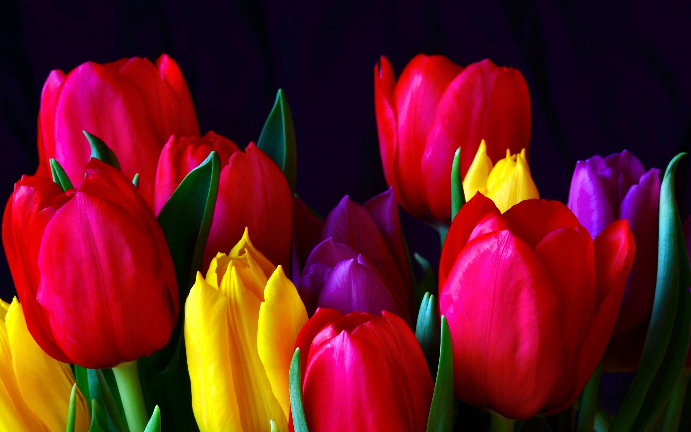 FLOWER [11] tulips [29november2012thursday] [VersionOne162925] Full