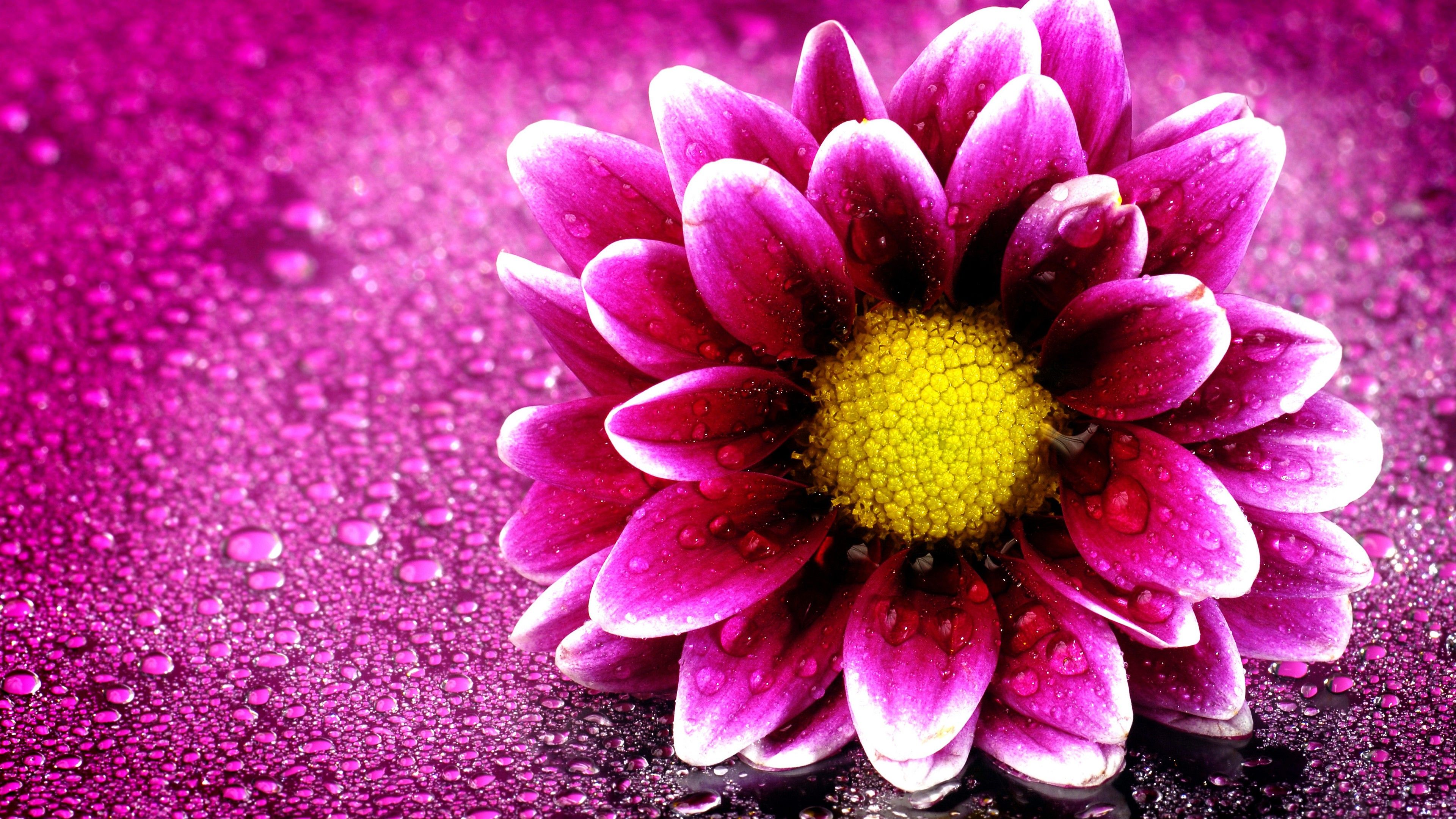 Flower Uhd Wallpapers Wallpaper Cave