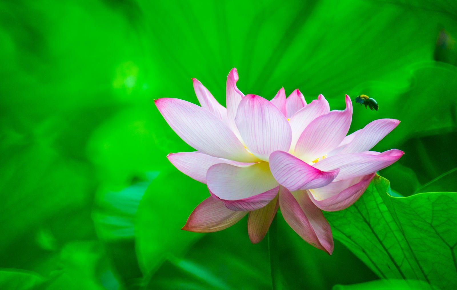 Rose And Lotus Wallpapers - Wallpaper Cave