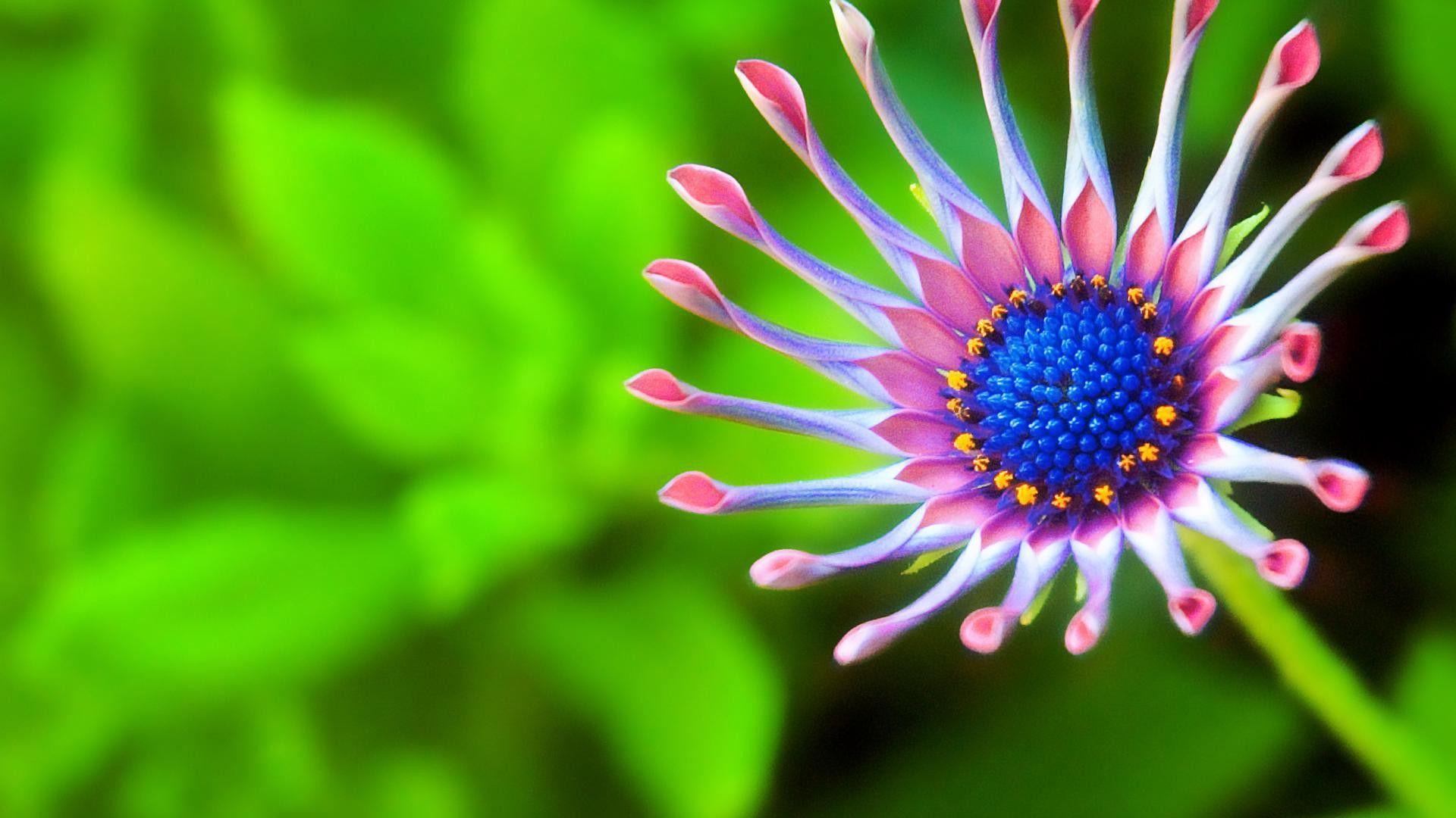 Flower HD Wallpaper for Download. TechPandey Technology Blog