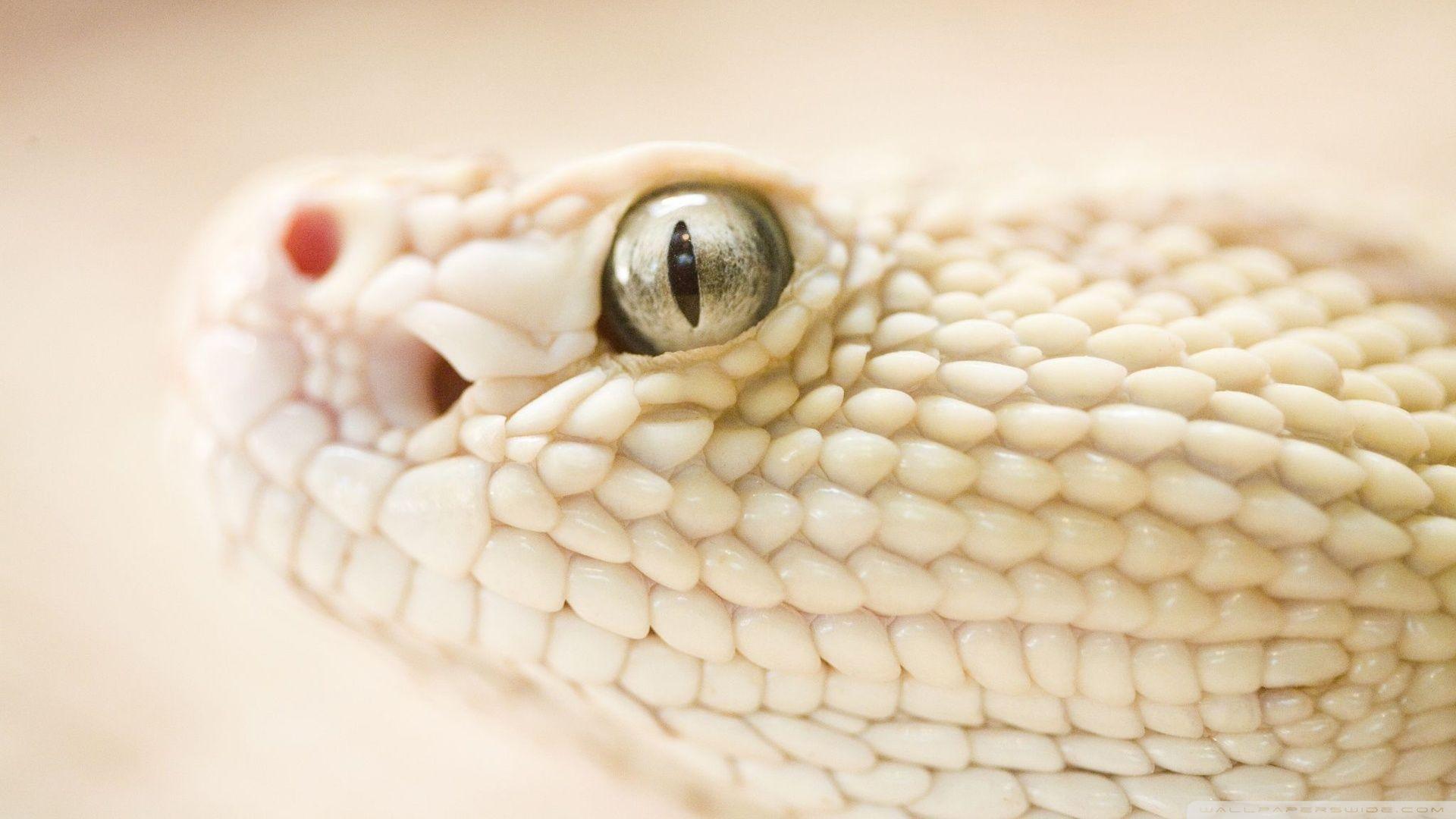 White Snake ❤ 4K HD Desktop Wallpaper for 4K Ultra HD TV • Wide