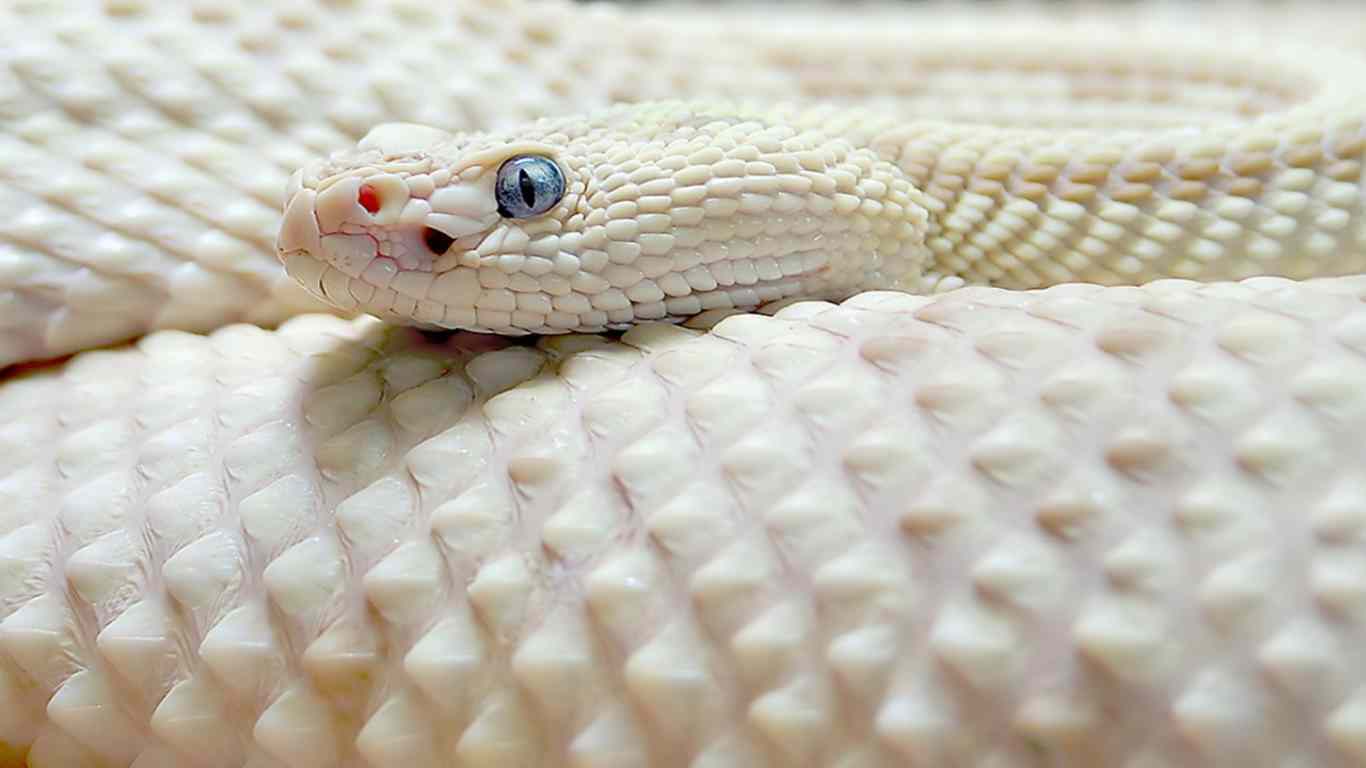 White snake wallpaper download