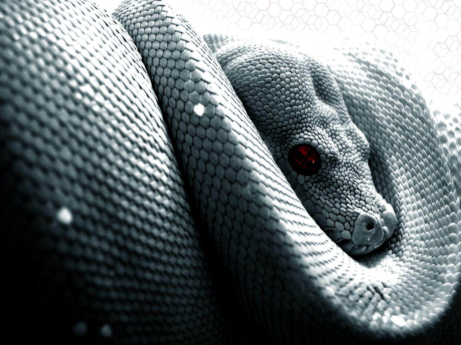 White snake wallpaper dowload
