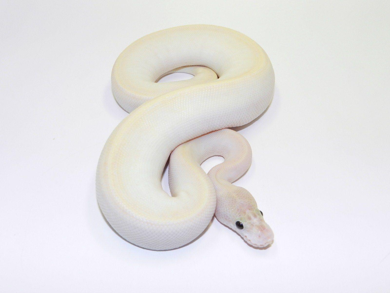 Уайт снейк. Змея альбинос тату. White Snake Figure.