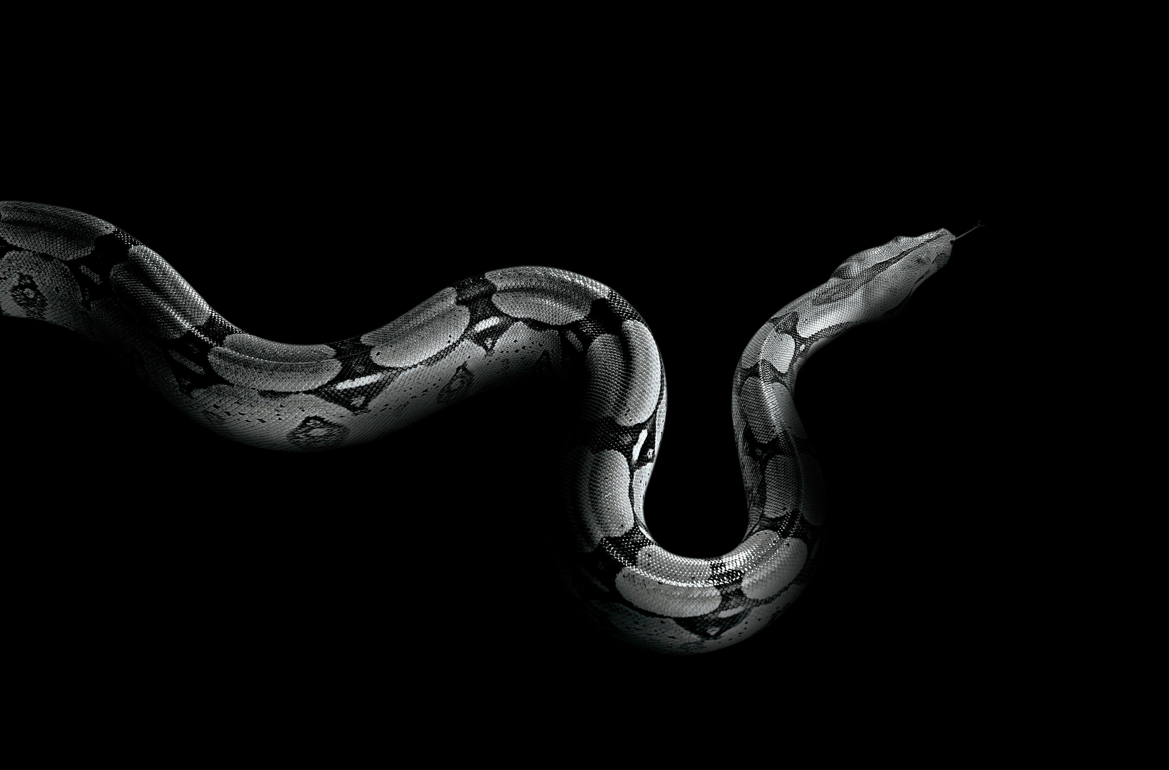 WHITESNAKE hair metal heavy hard rock snake wallpaperx2634