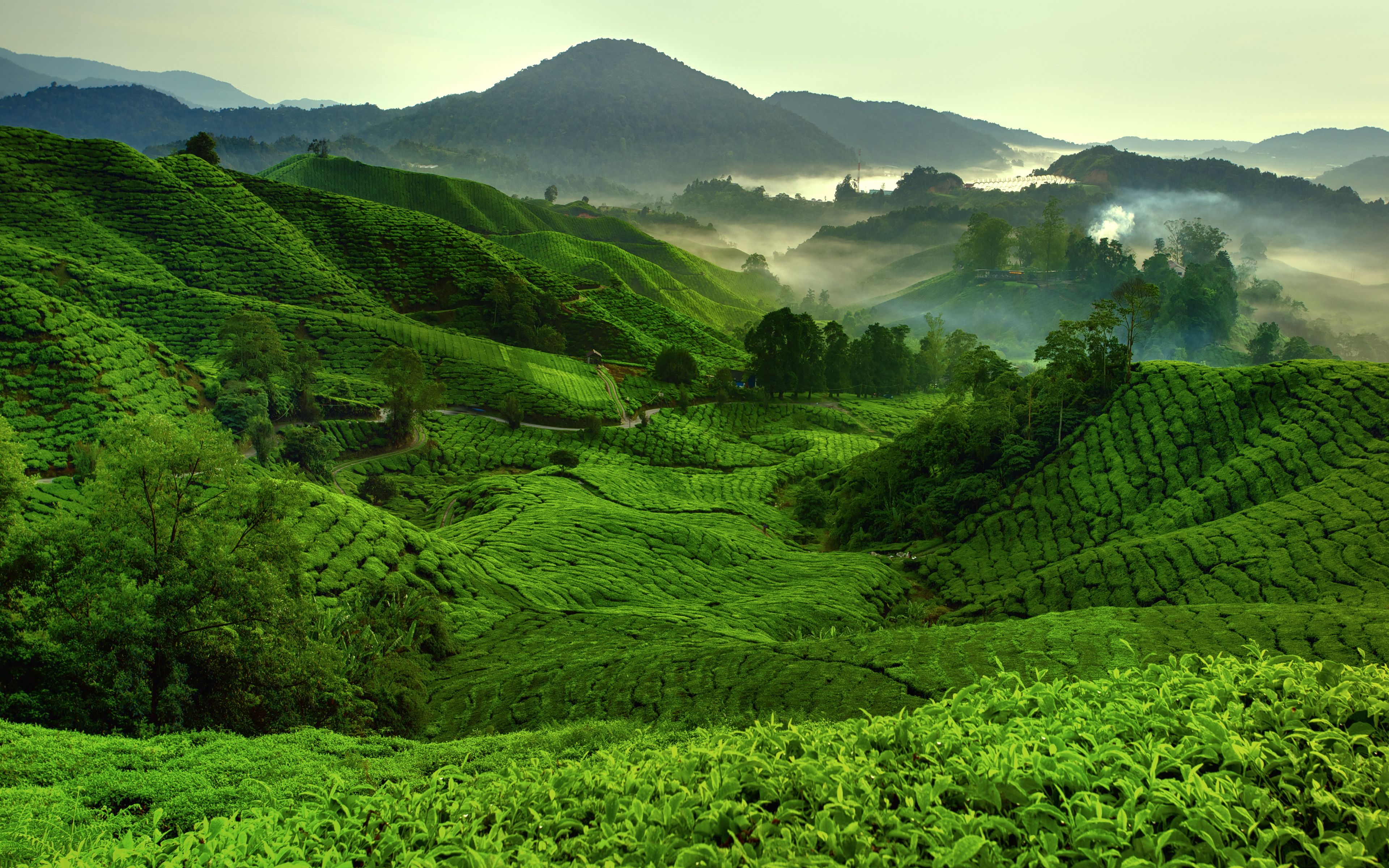 Download wallpaper 4k, Cameron Highlands, morning, tea plantations