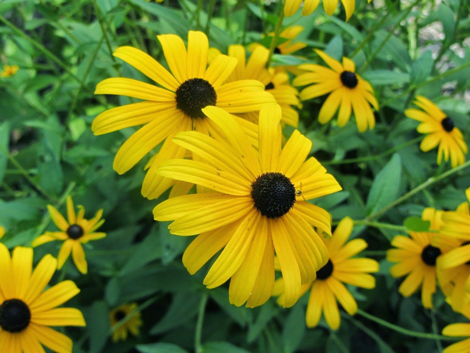 Black Eyed Susan is the state flower.Maryland. Maryland