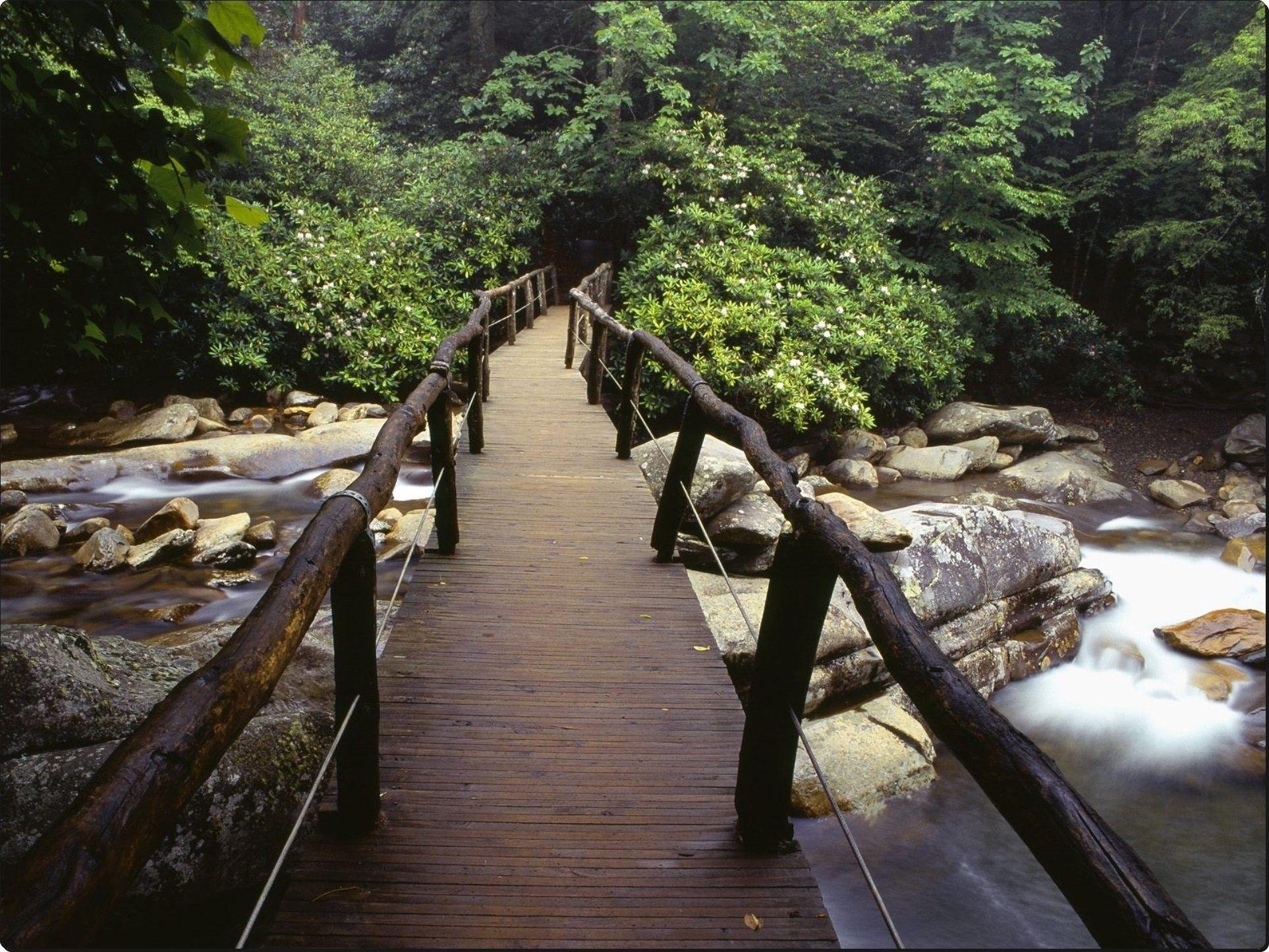Nature: National Great Smoky Park Rhododendrons Mountains Footbridge