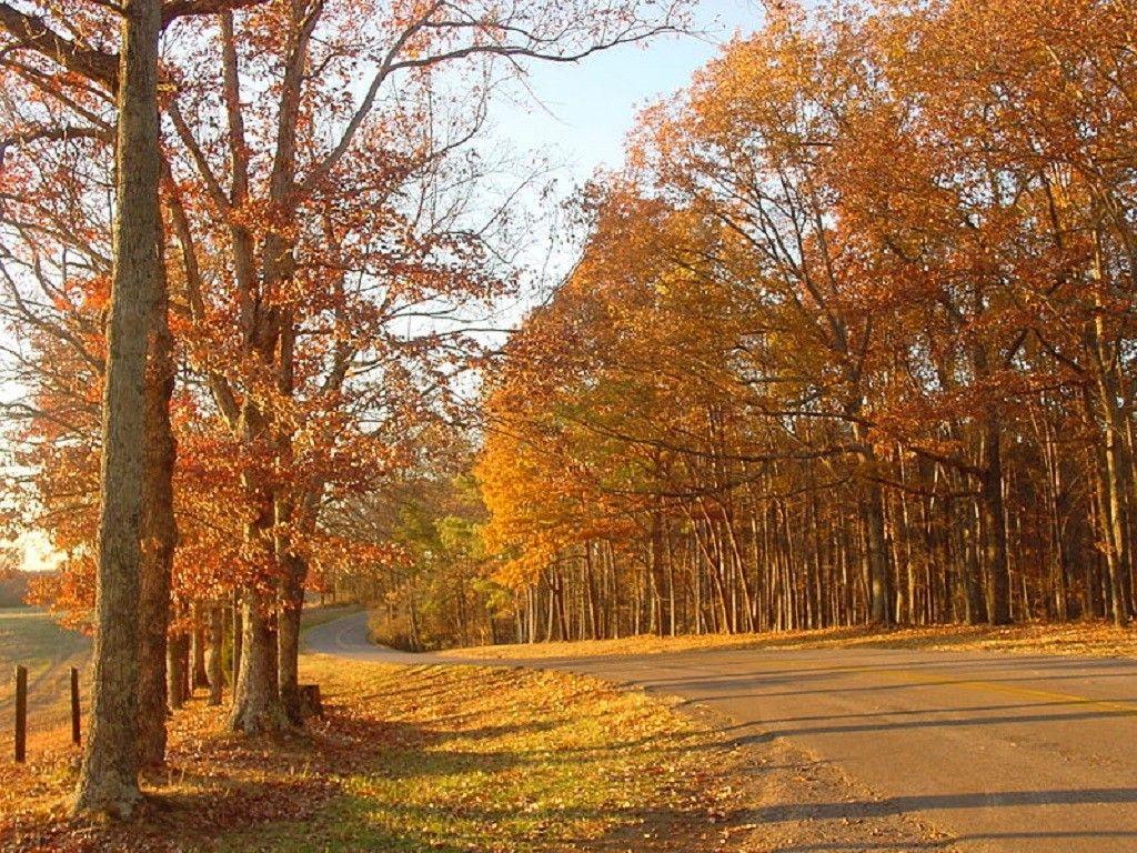 Forests: David Crockett State Park Tennessee Roadway Autumn
