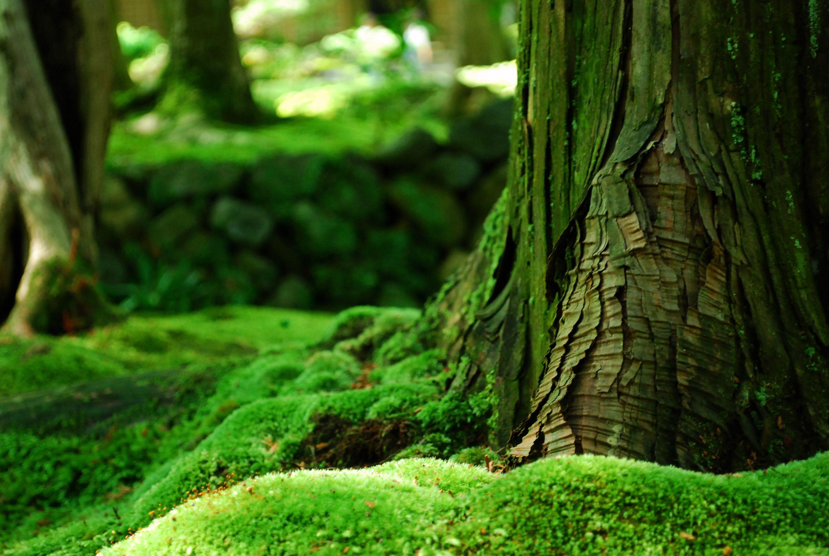 Forest Moss HD 34386 2896x1944 px