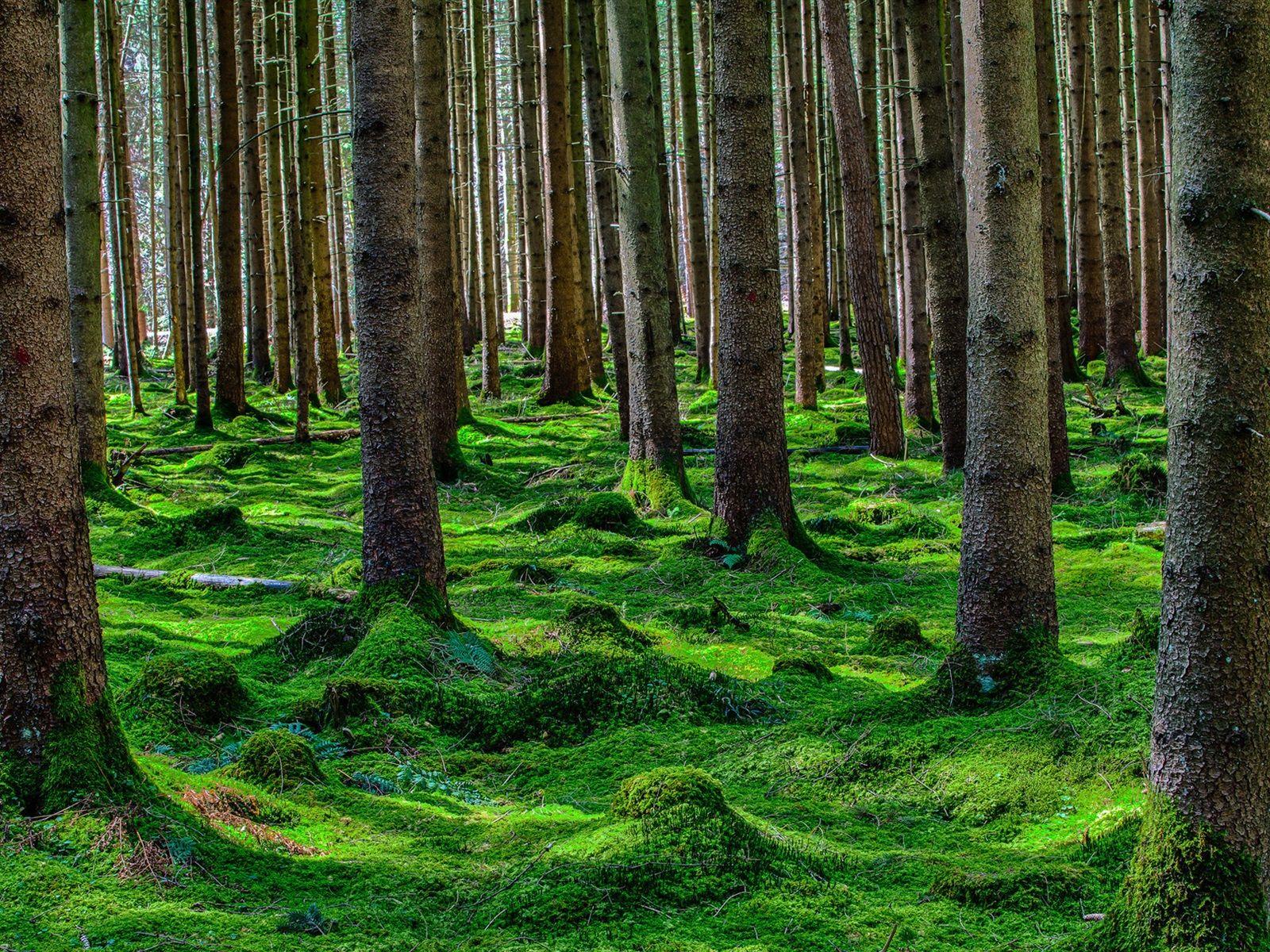 Forest Moss Wallpaper, 36 Forest Moss Image for Free 2MTX Forest