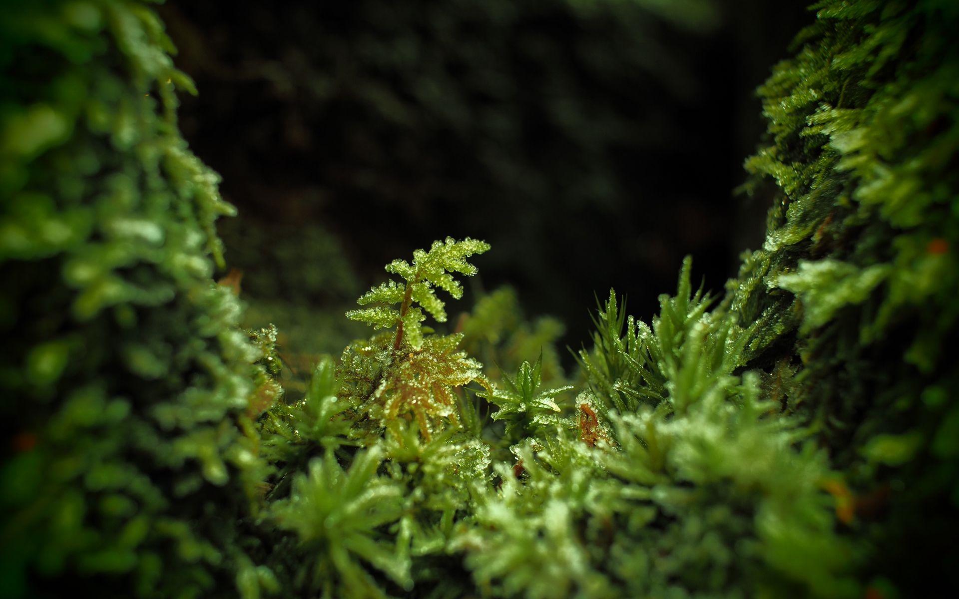 Daily Wallpaper: Macro Moss. I Like To Waste My Time