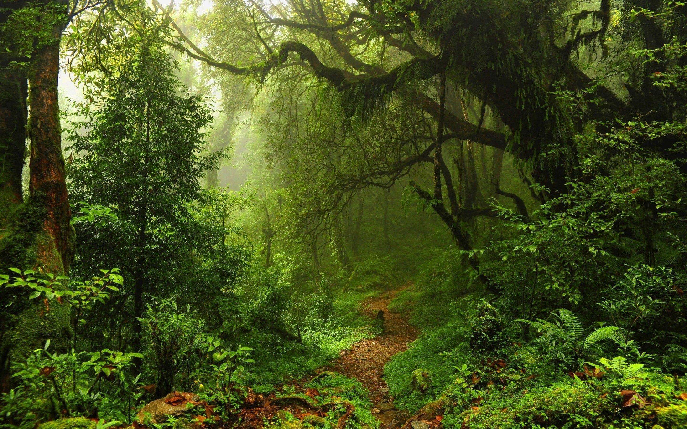 Landscapes: Forest Moss Rainforest Trees Mist Jungle Plants Ferns