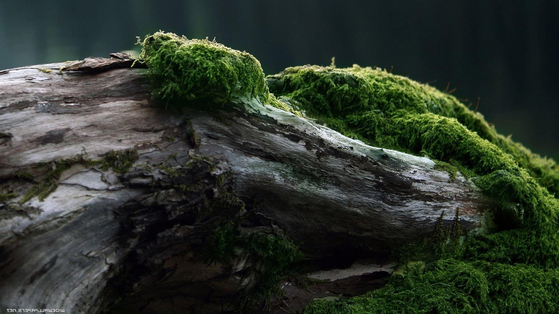 wood, Forest, Moss, Green, Trees, Nature Wallpaper HD / Desktop