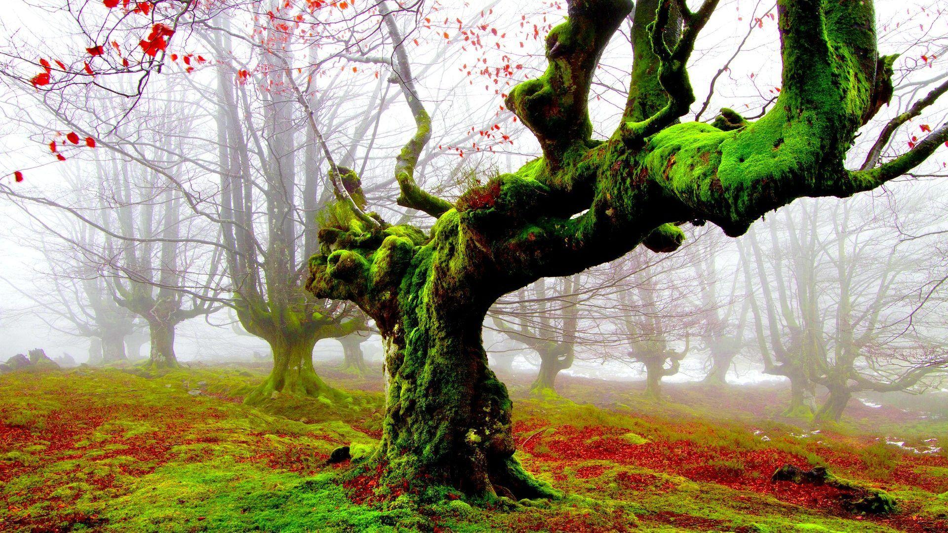Forest: Forest Fog Moss Trees Forests Amazing Scenery Wallpaper